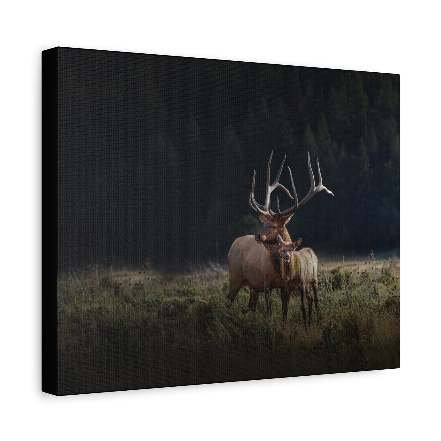 GENERATIONS BULL ELK STRETCHED CANVAS PRINT