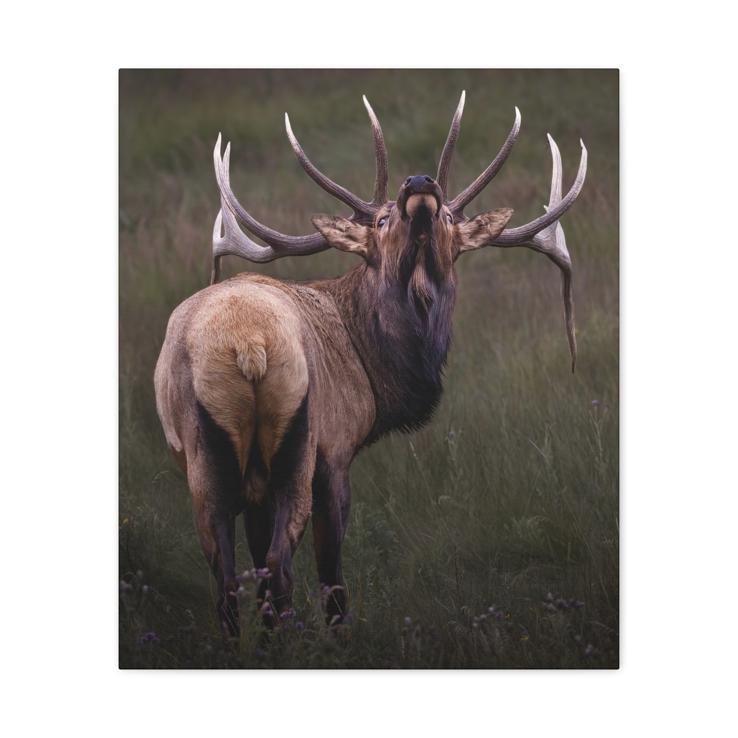 BEYOND BULL ELK STRETCHED CANVAS PRINT