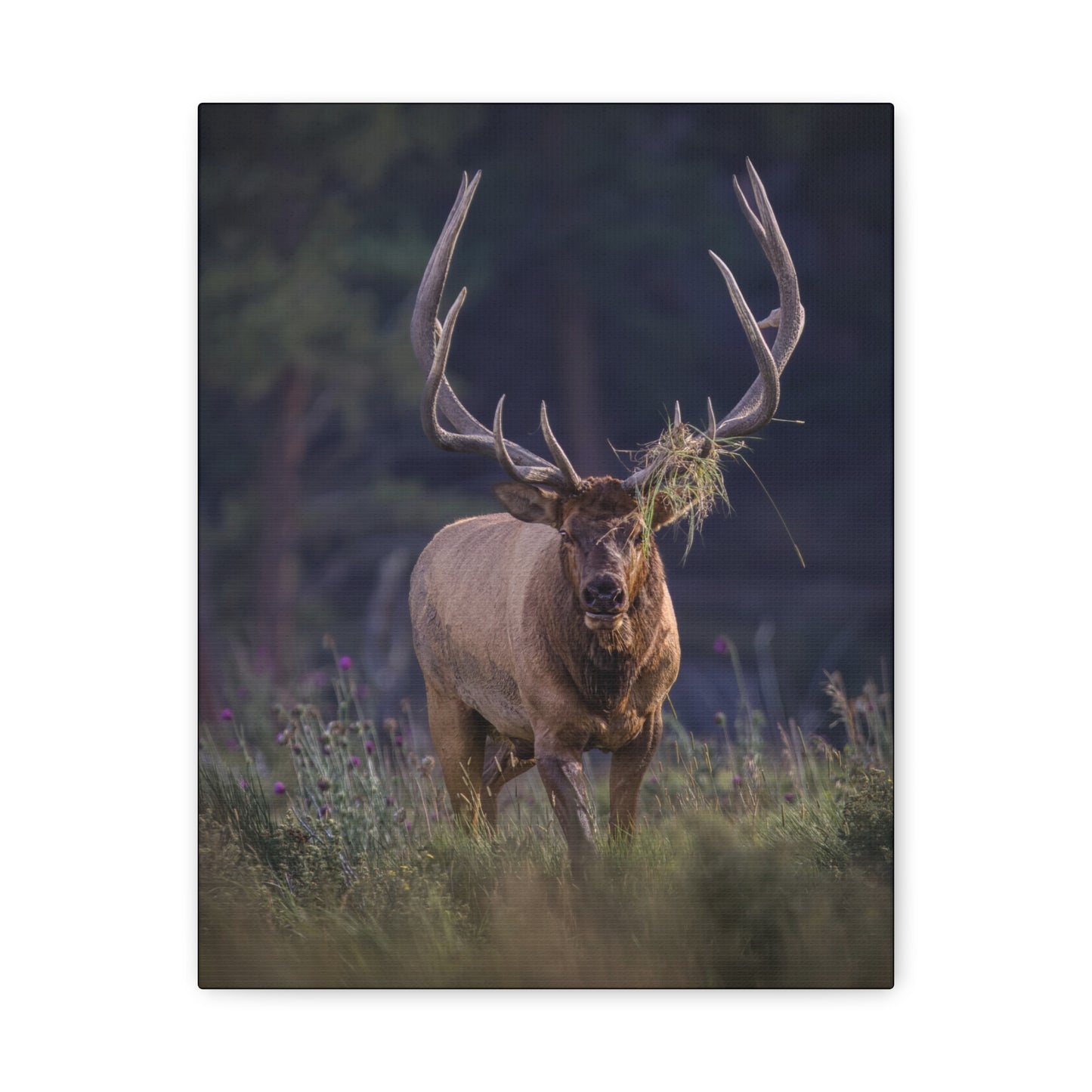 DECKED OUT BULL ELK STRETCHED CANVAS PRINT