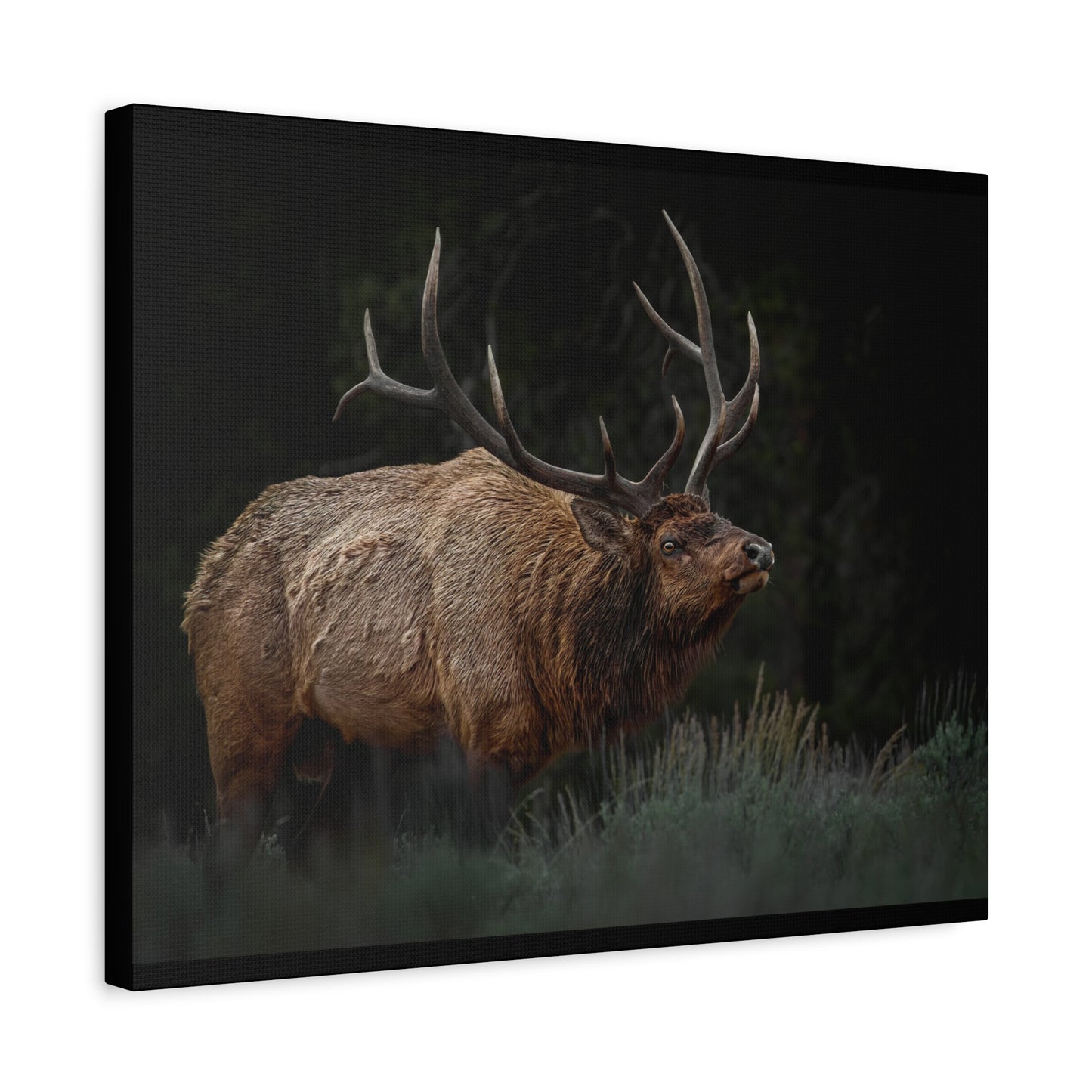 LOW LOOK BULL ELK STRETCHED CANVAS PRINT