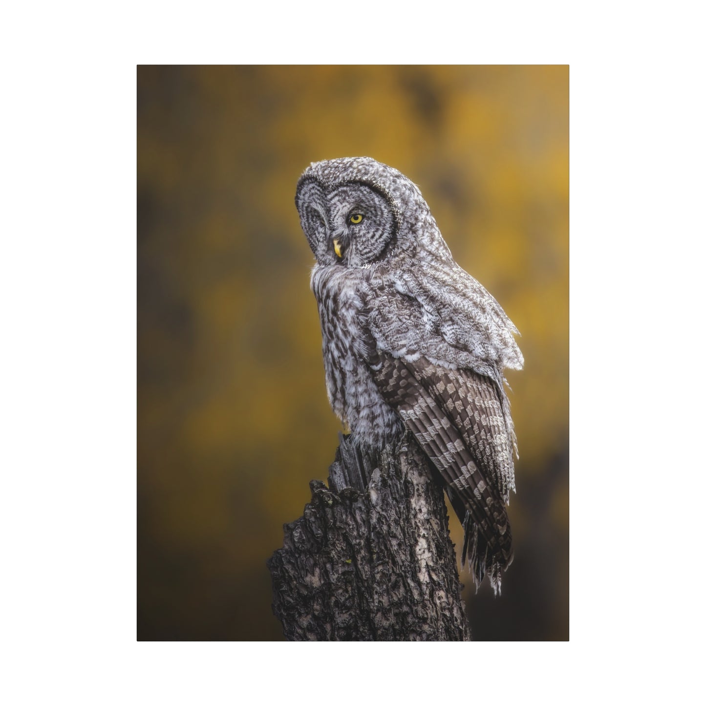 THOUGHTFUL GREAT GREY OWL STRETCHED CANVAS PRINT