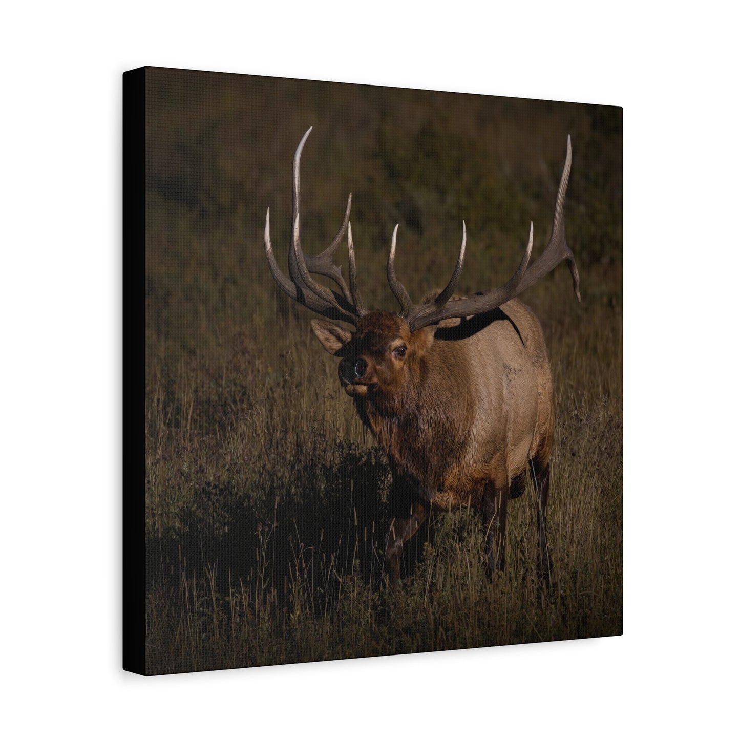 LAID BACK BULL ELK STRETCHED CANVAS PRINT