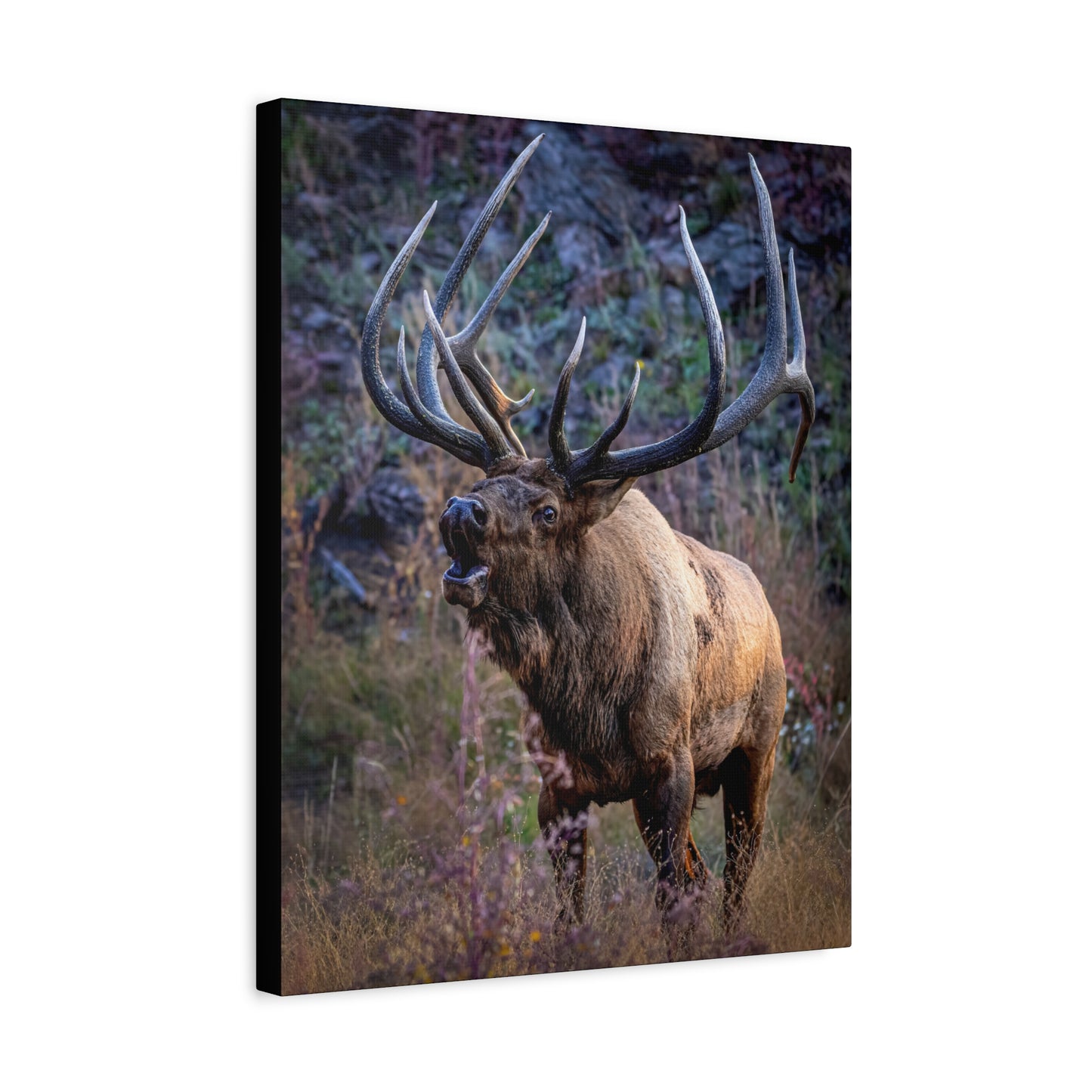 FALL INTENSITY BULL ELK STRETCHED CANVAS PRINT