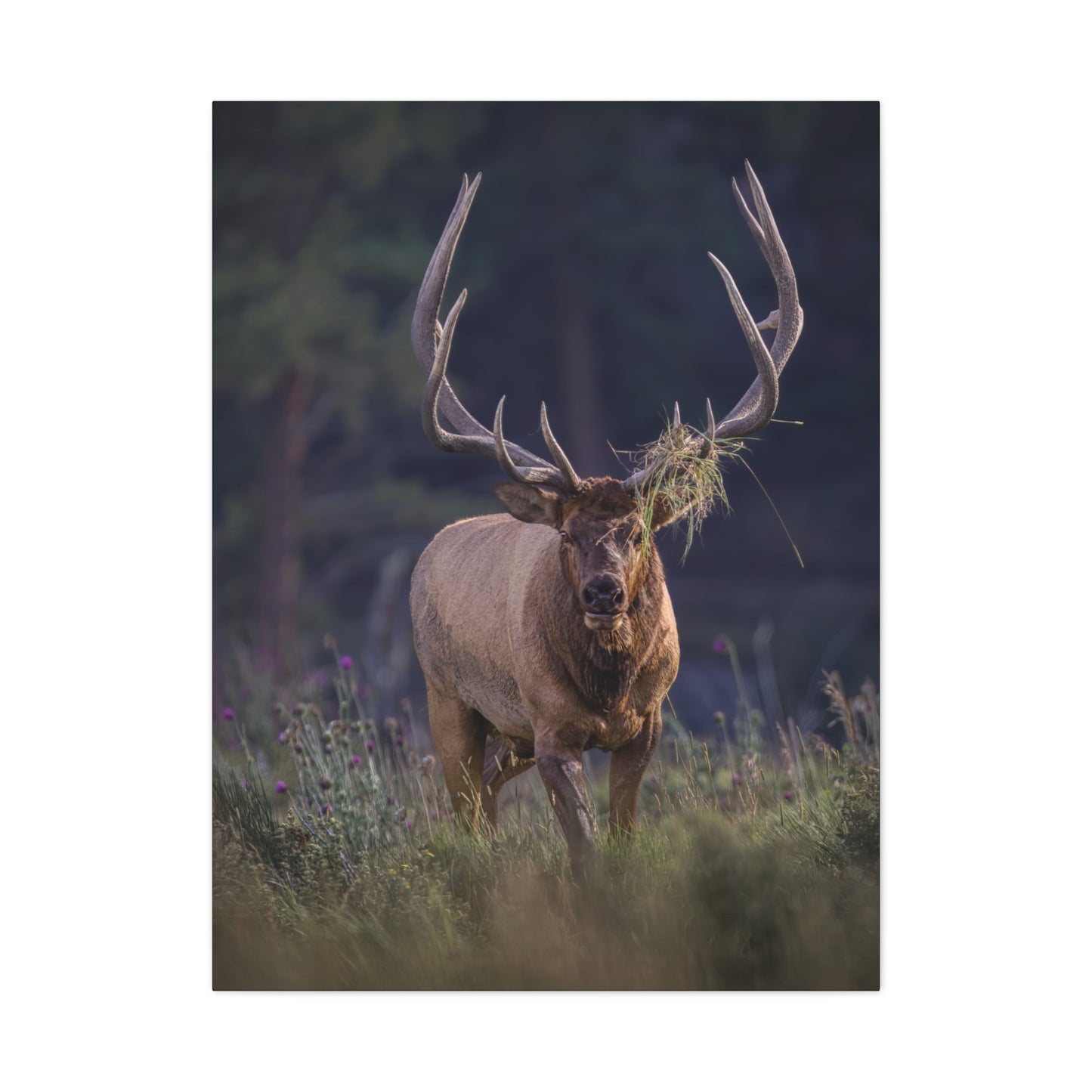 DECKED OUT BULL ELK STRETCHED CANVAS PRINT