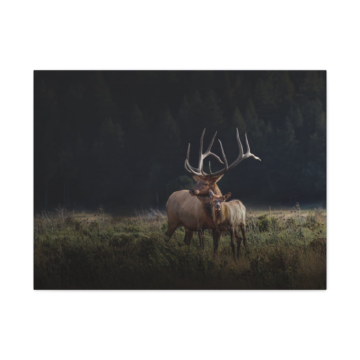 GENERATIONS BULL ELK STRETCHED CANVAS PRINT