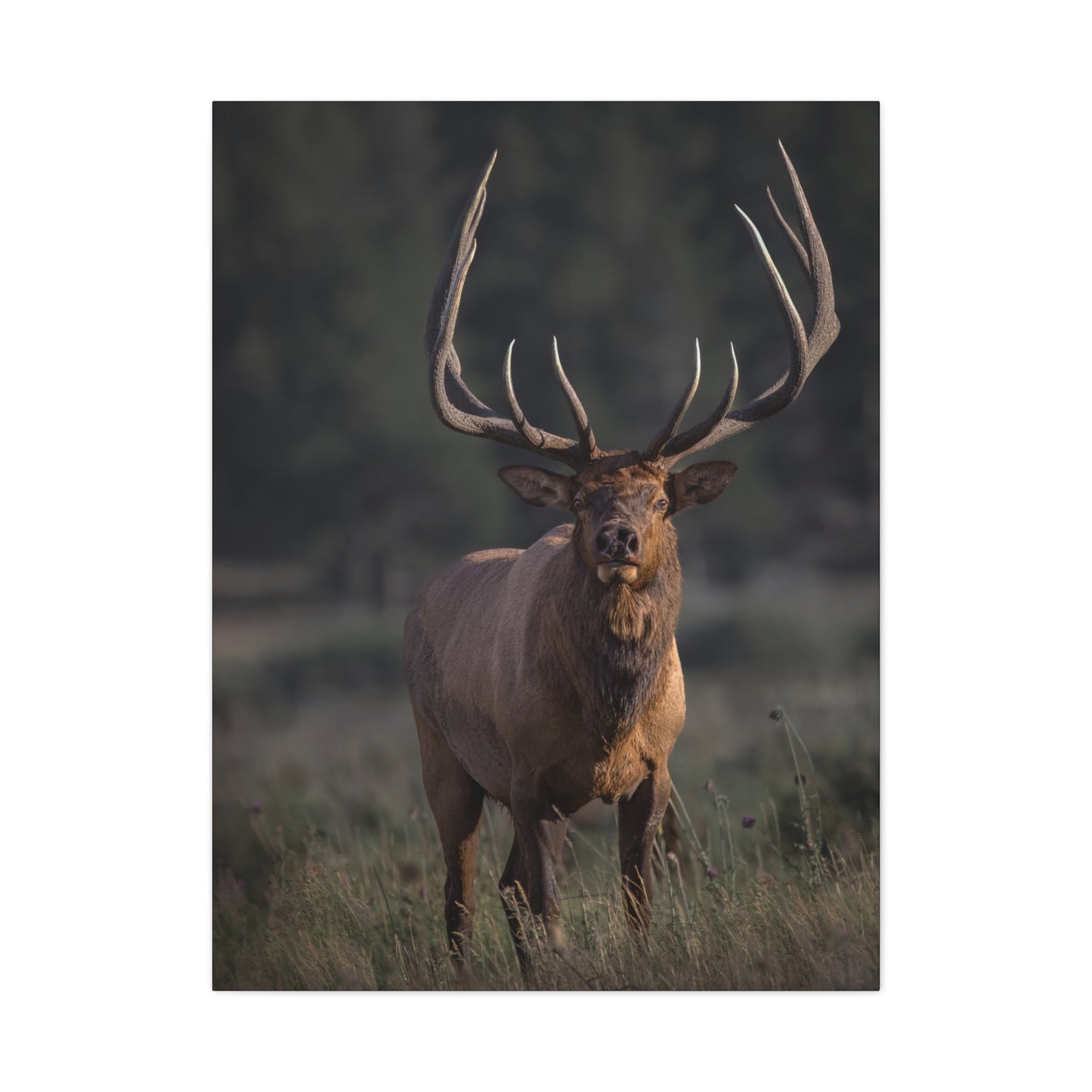ATTENTION GETTER BULL ELK STRETCHED CANVAS PRINT