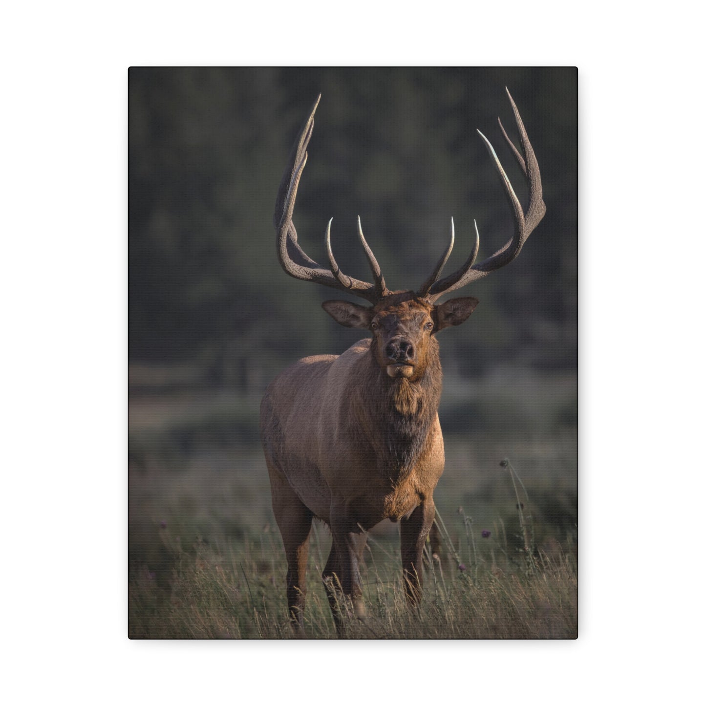 ATTENTION GETTER BULL ELK STRETCHED CANVAS PRINT