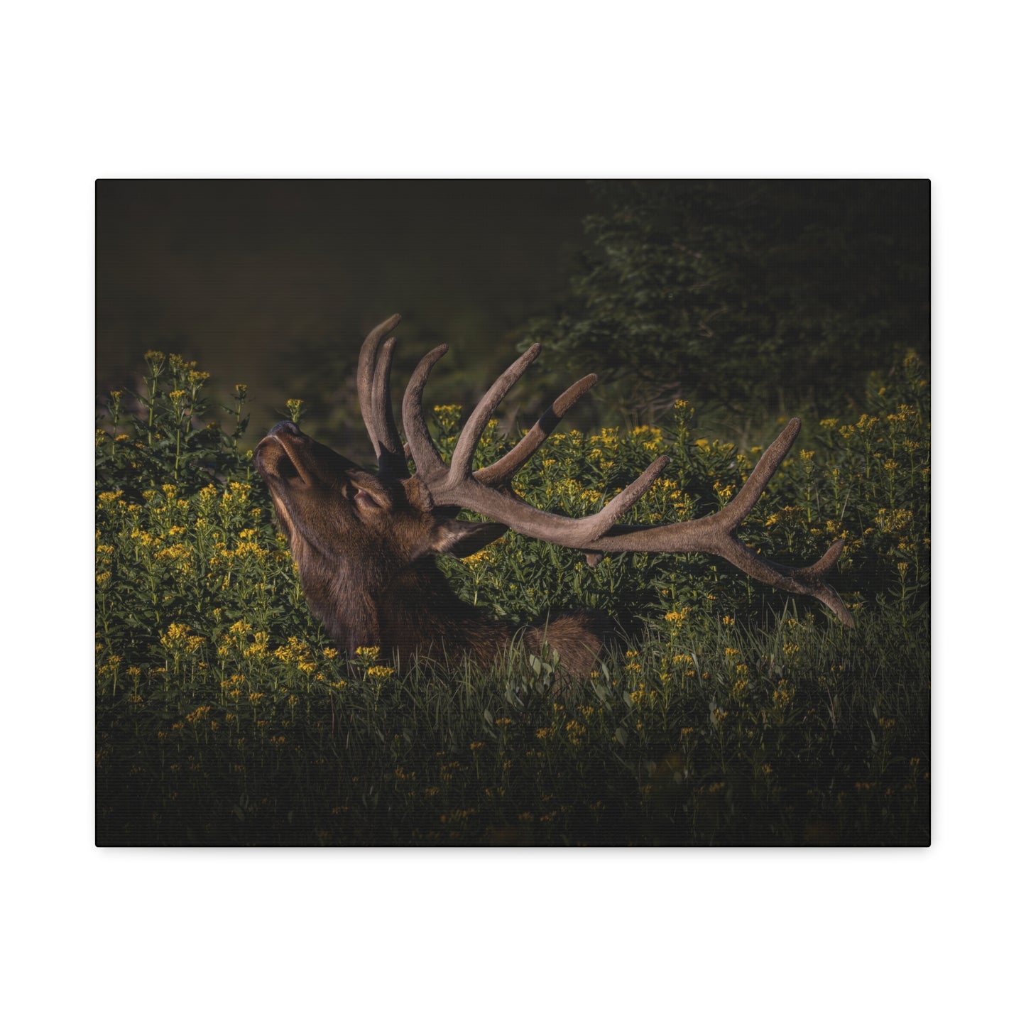 SUNFLOWER SUNBATH BULL ELK STRETCHED CANVAS PRINT