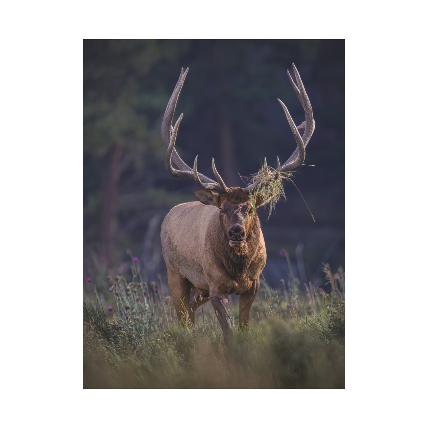 DECKED OUT BULL ELK STRETCHED CANVAS PRINT