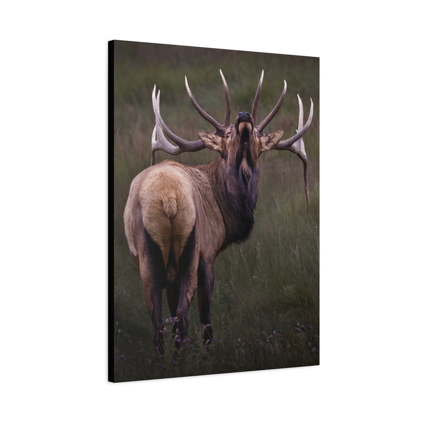 BEYOND BULL ELK STRETCHED CANVAS PRINT