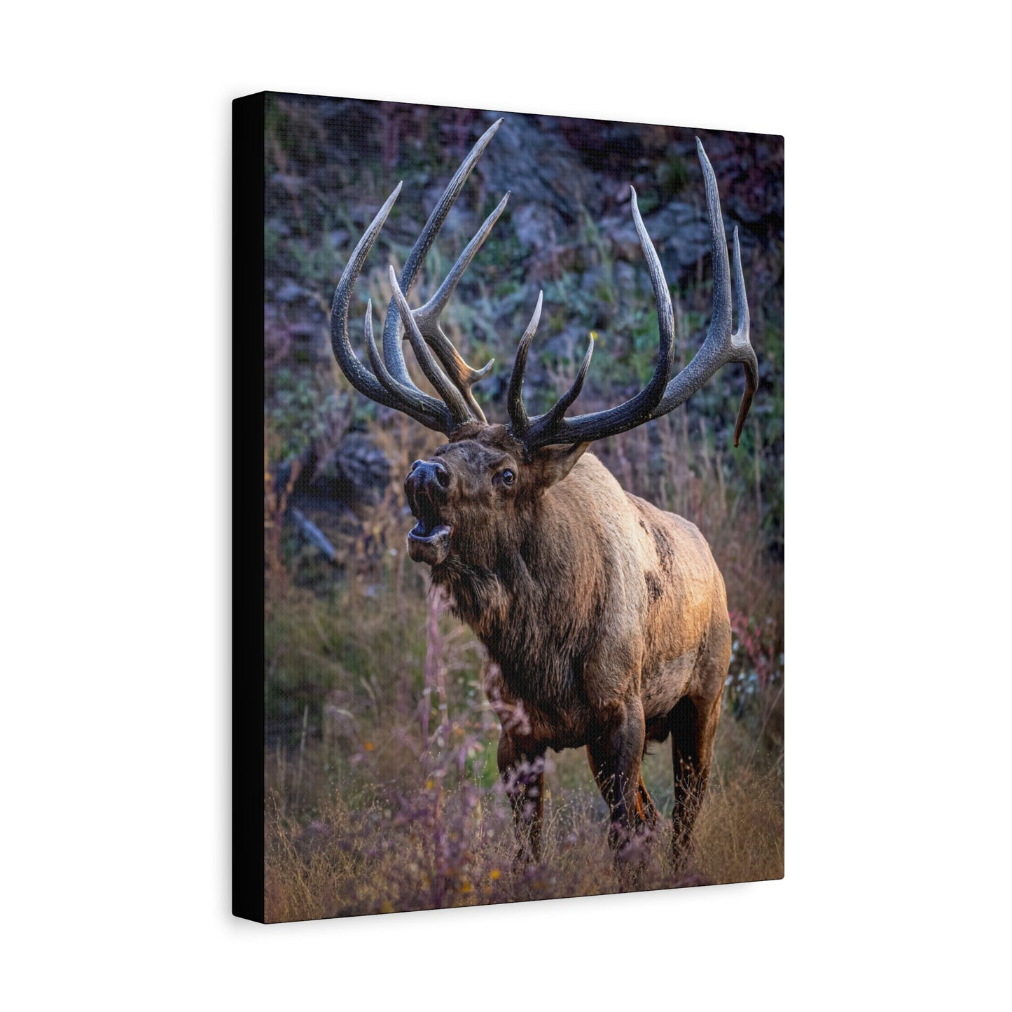 FALL INTENSITY BULL ELK STRETCHED CANVAS PRINT
