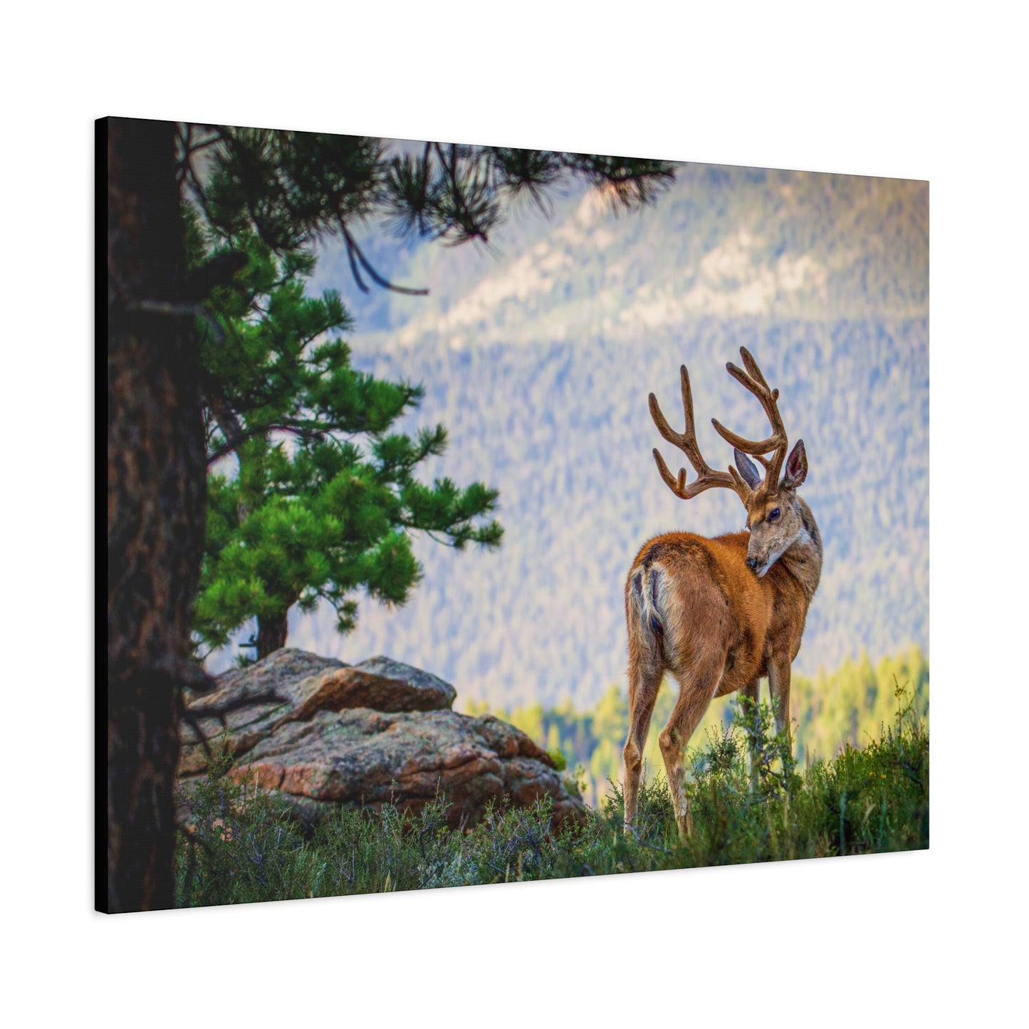 BACKDROP ITCH BUCK MULE DEER STRETCHED CANVAS PRINT