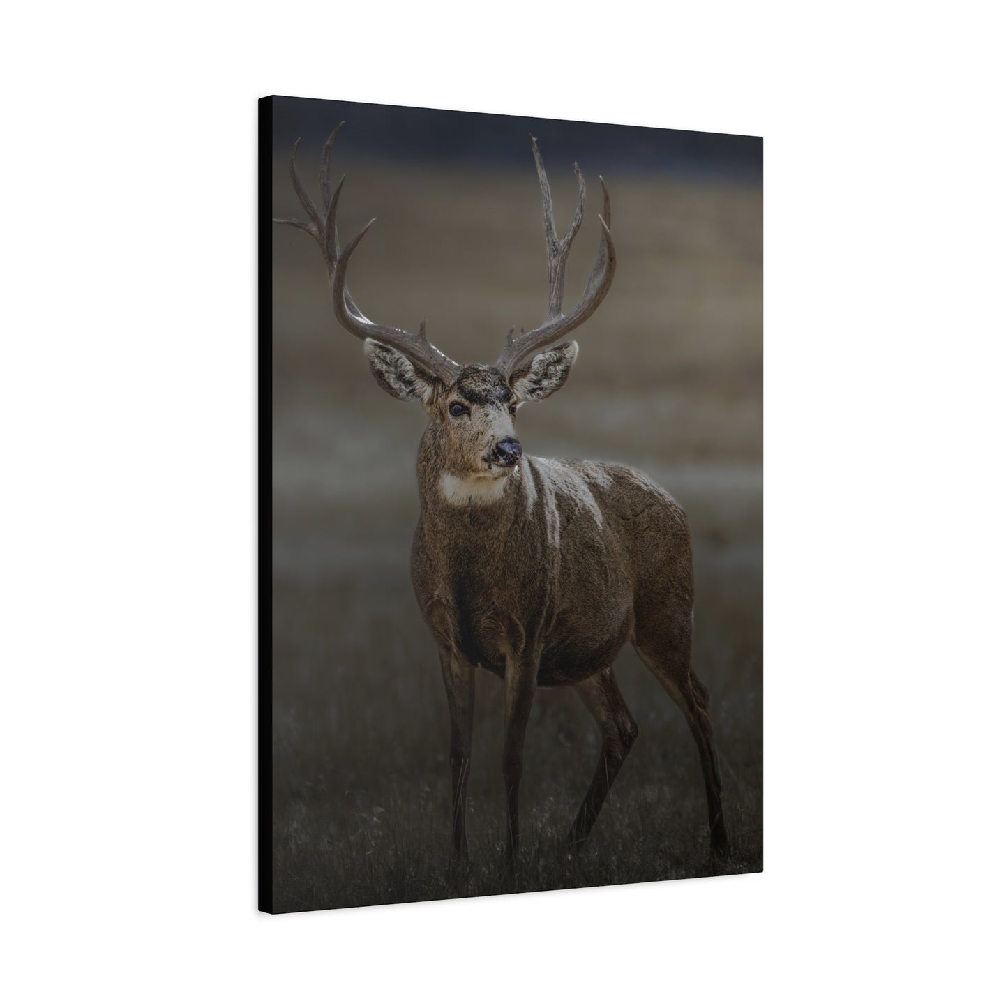MORNING MULEY MULE DEER BUCK STRETCHED CANVAS PRINT