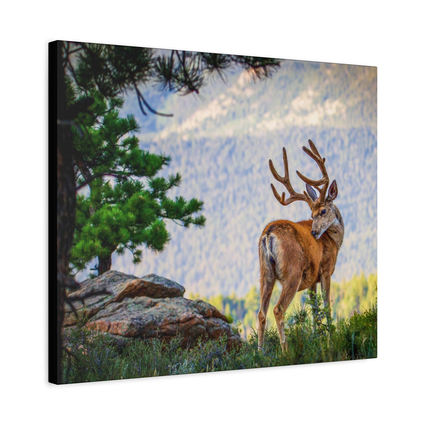BACKDROP ITCH BUCK MULE DEER STRETCHED CANVAS PRINT