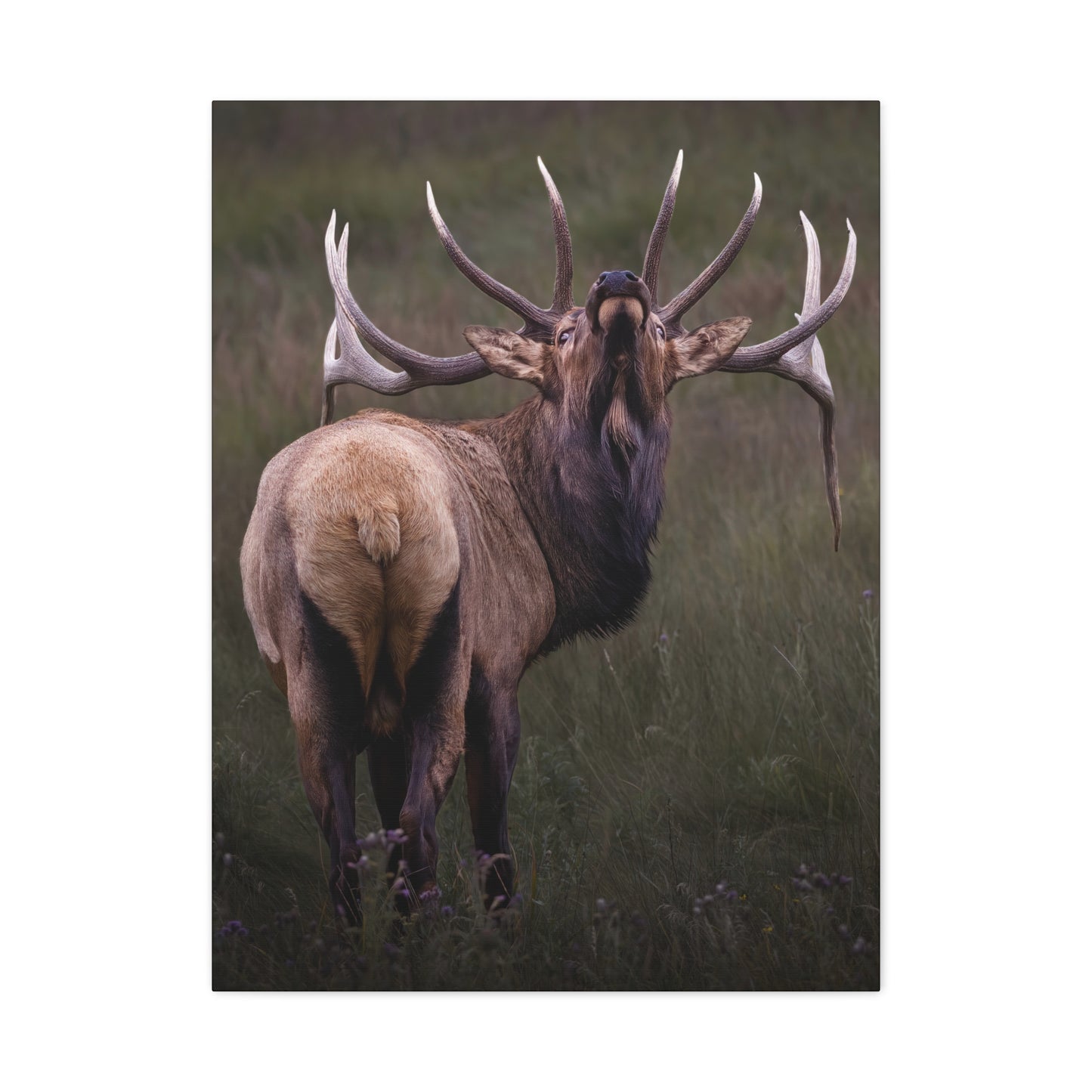 BEYOND BULL ELK STRETCHED CANVAS PRINT