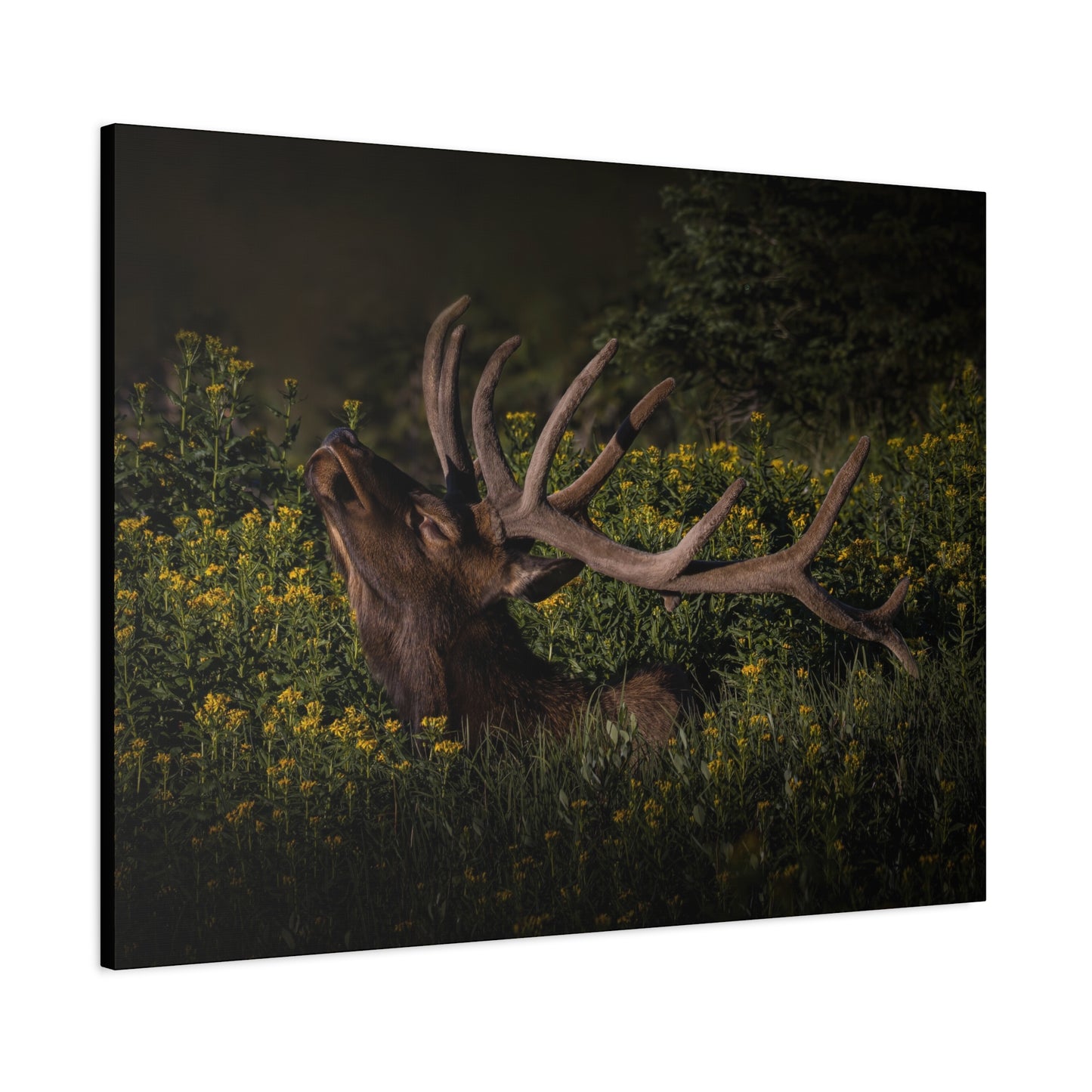 SUNFLOWER SUNBATH BULL ELK STRETCHED CANVAS PRINT