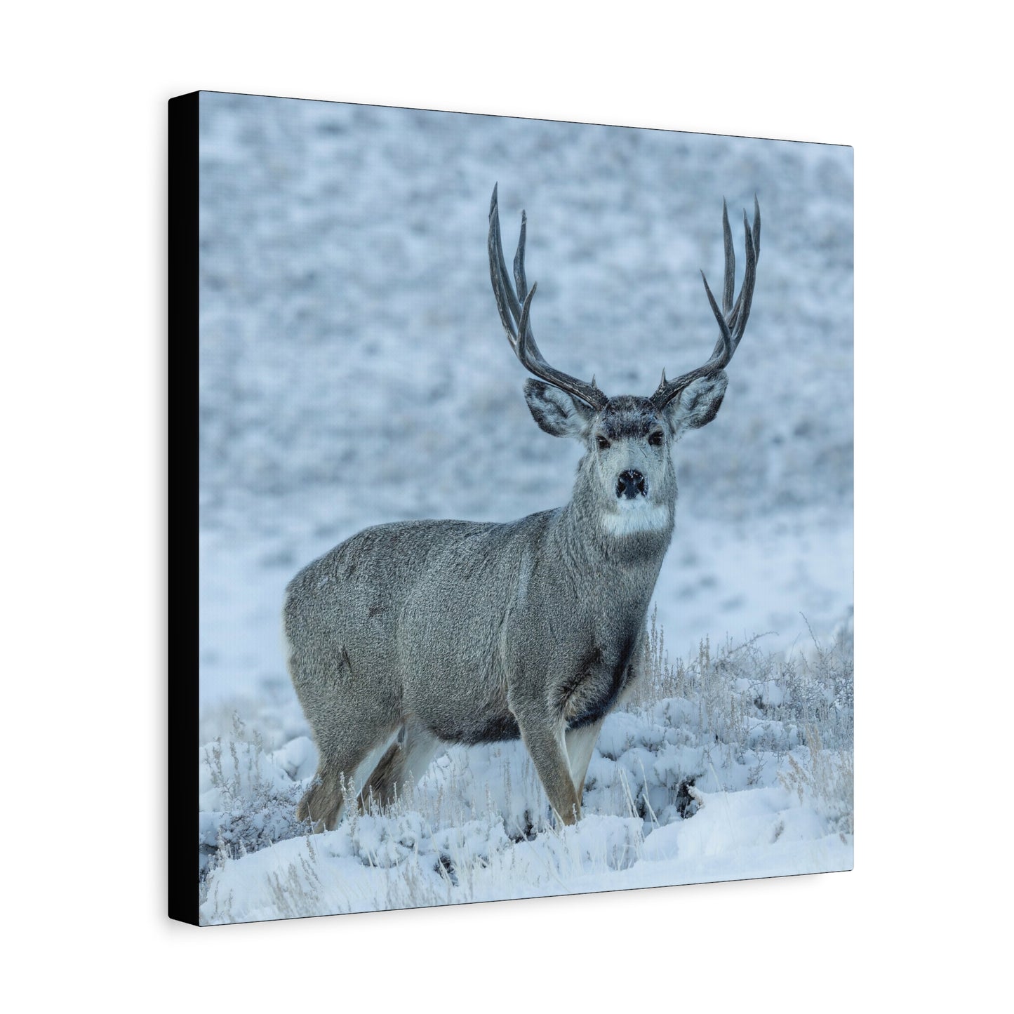 RUT BUCK MULE DEER BUCK STRETCHED CANVAS PRINT