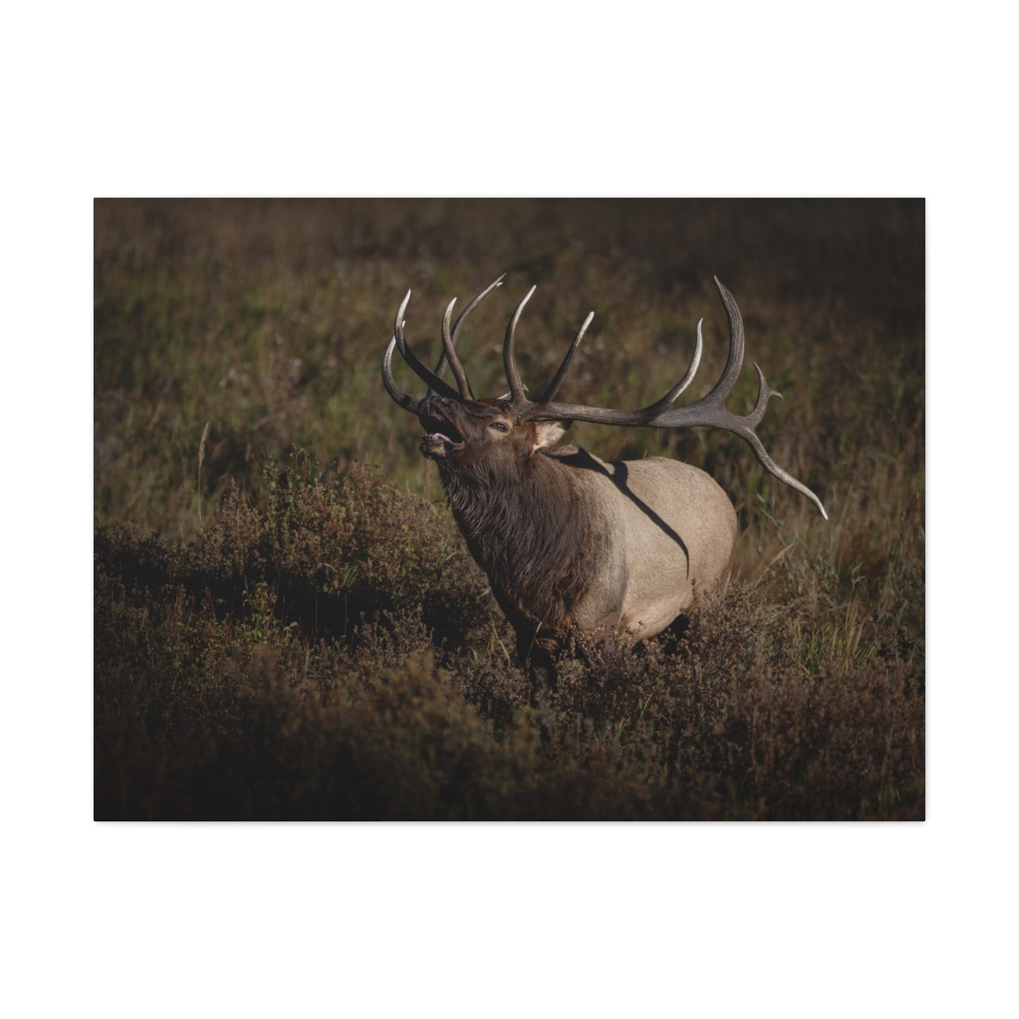 SPLIT DECISION BULL ELK STRETCHED CANVAS PRINT