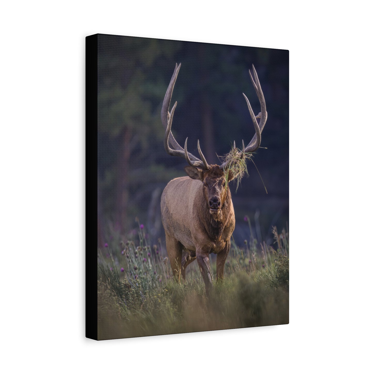 DECKED OUT BULL ELK STRETCHED CANVAS PRINT