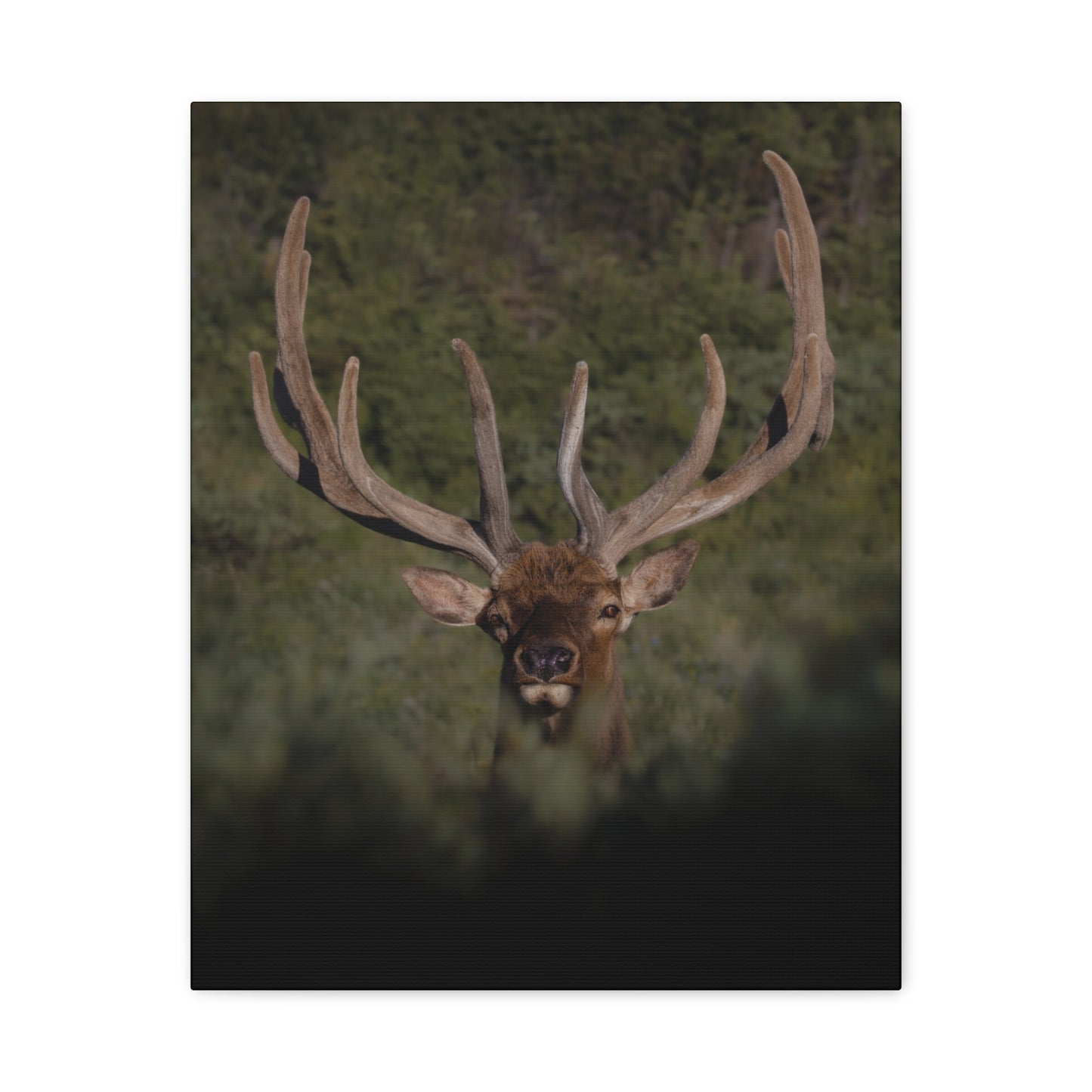 VELVET SURPRISE BULL ELK STRETCHED CANVAS PRINT