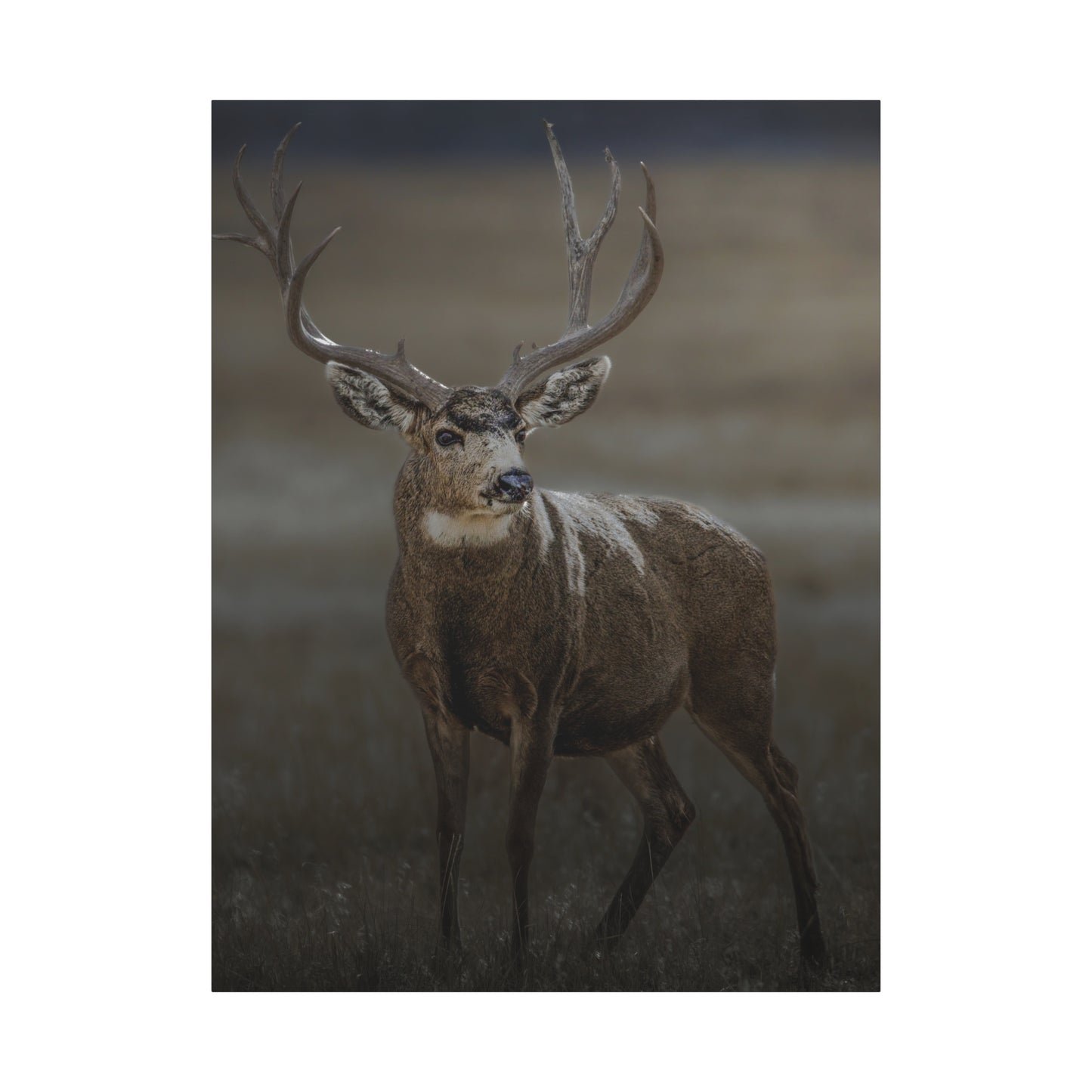 MORNING MULEY MULE DEER BUCK STRETCHED CANVAS PRINT