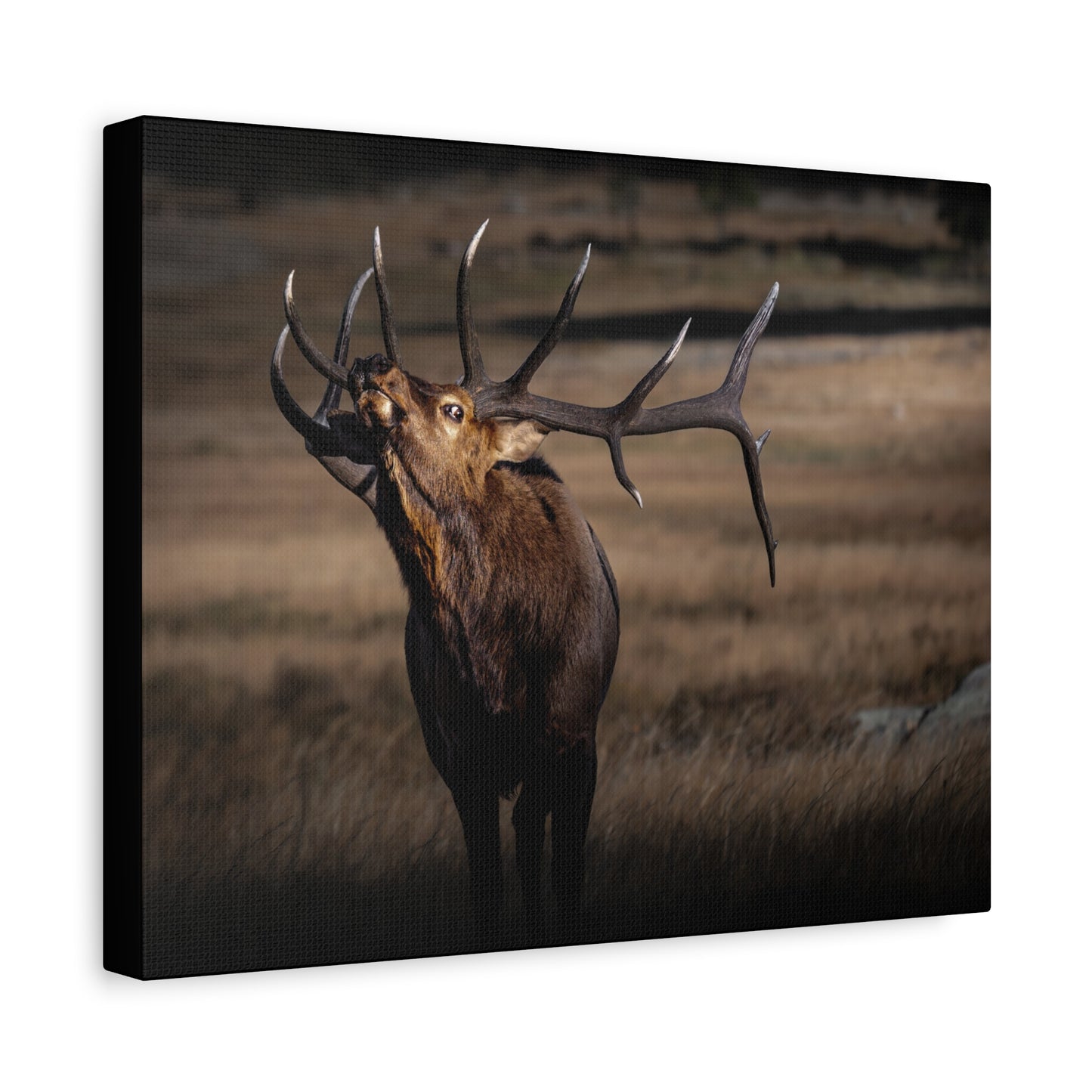 WILD SIDE BULL ELK STRETCHED CANVAS PRINT