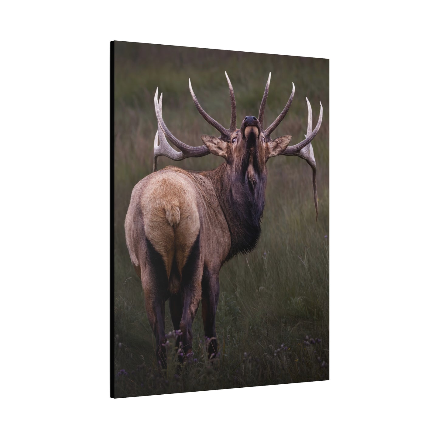 BEYOND BULL ELK STRETCHED CANVAS PRINT