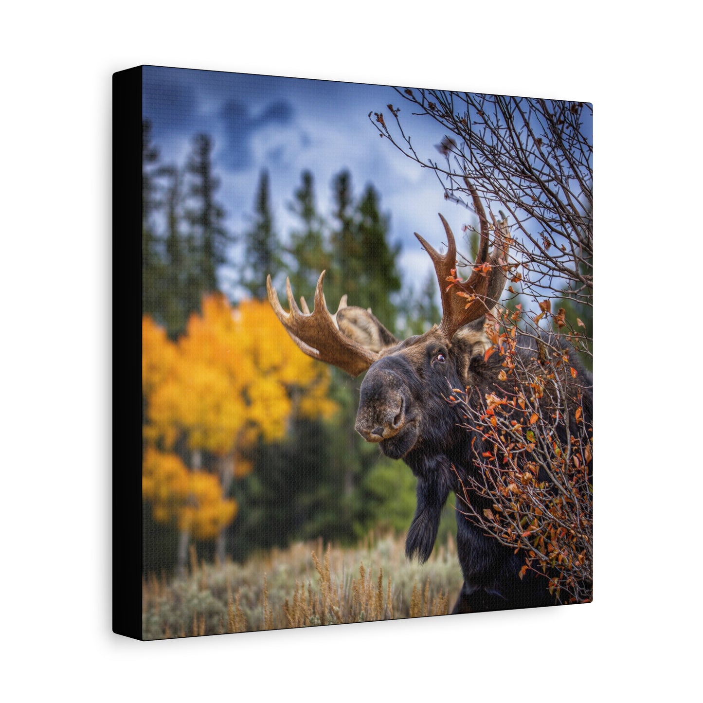 PEEKING BULL MOOSE STRETCHED CANVAS PRINT