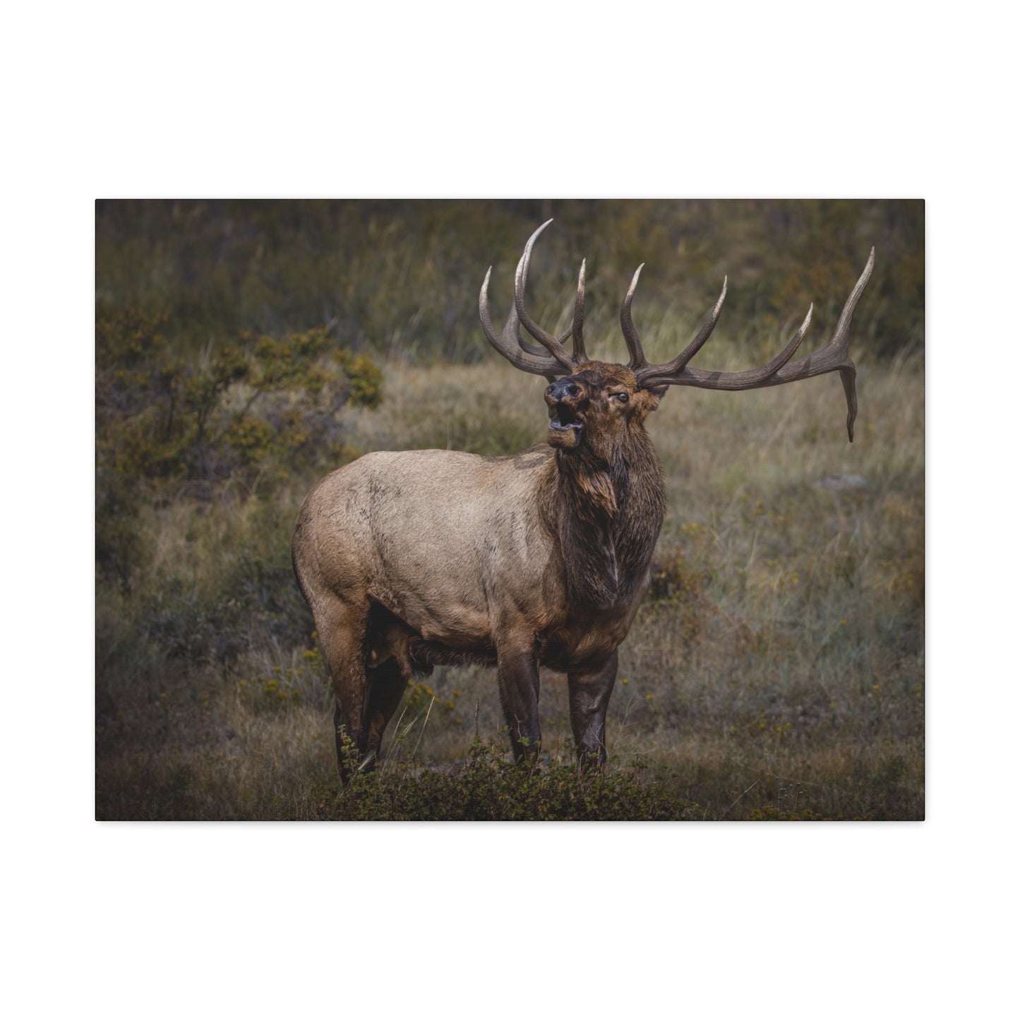 BEAMER BULL ELK STRETCHED CANVAS PRINT