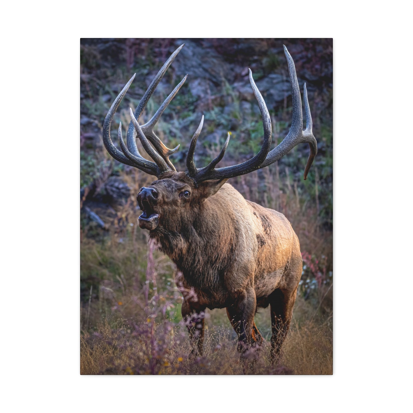 FALL INTENSITY BULL ELK STRETCHED CANVAS PRINT