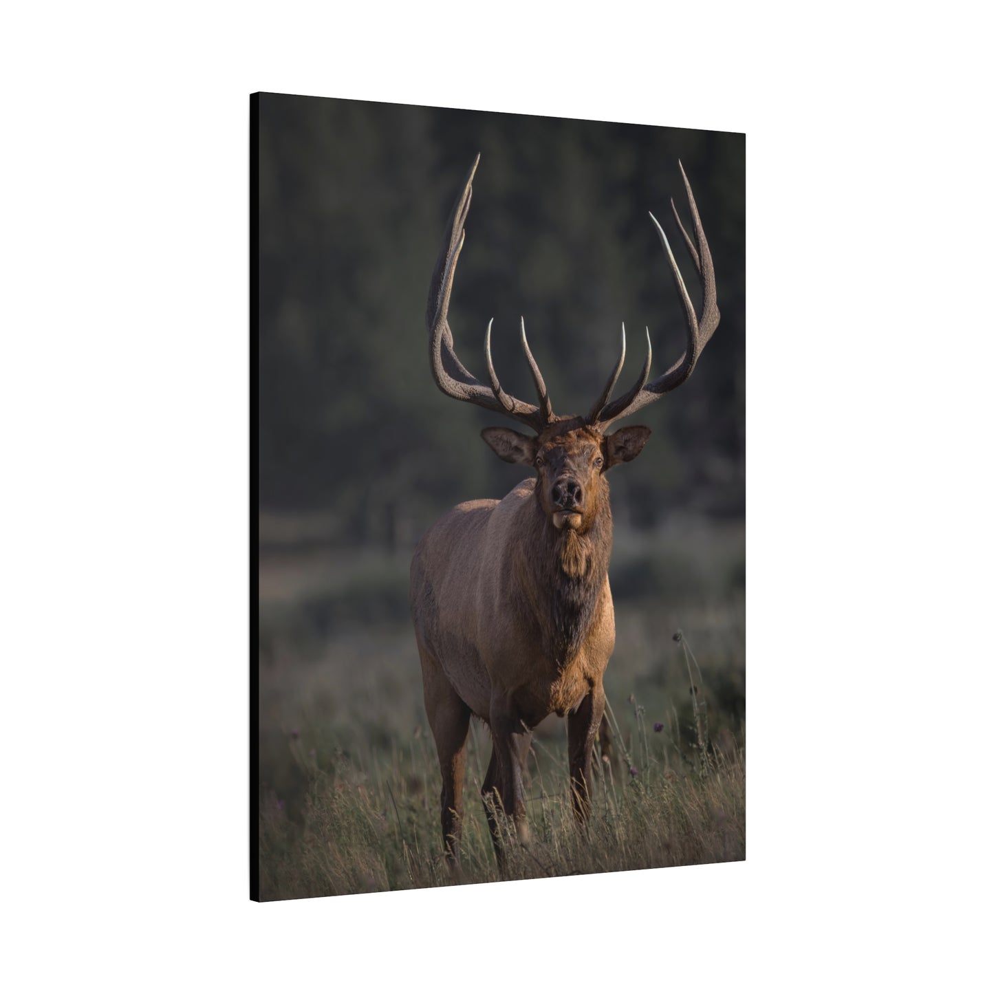 ATTENTION GETTER BULL ELK STRETCHED CANVAS PRINT
