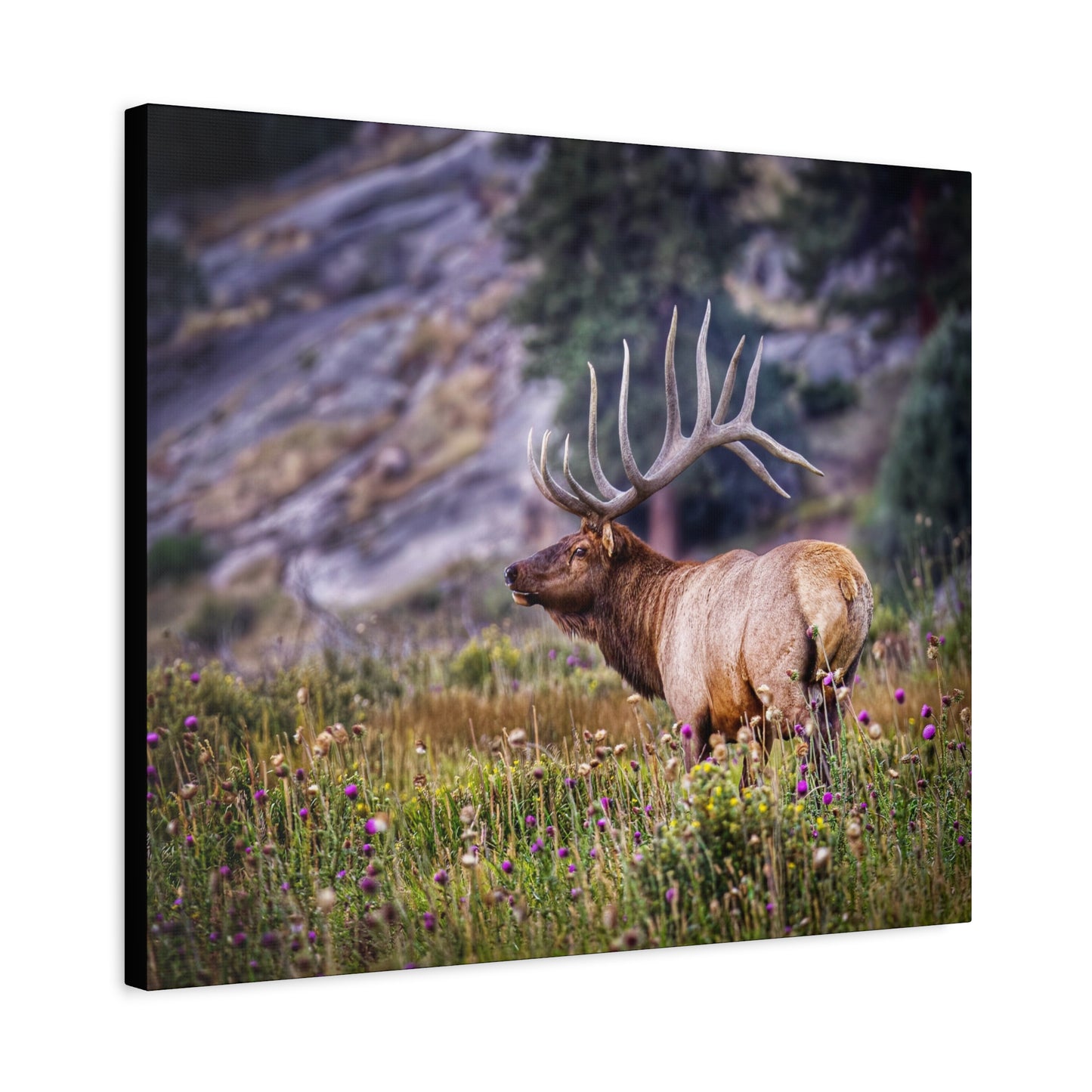 KING OF THE MEADOW BULL ELK STRETCHED CANVAS PRINT