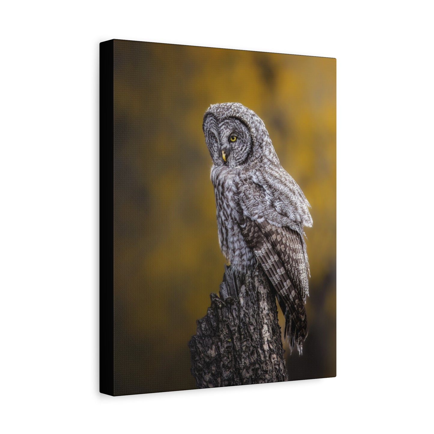 THOUGHTFUL GREAT GREY OWL STRETCHED CANVAS PRINT