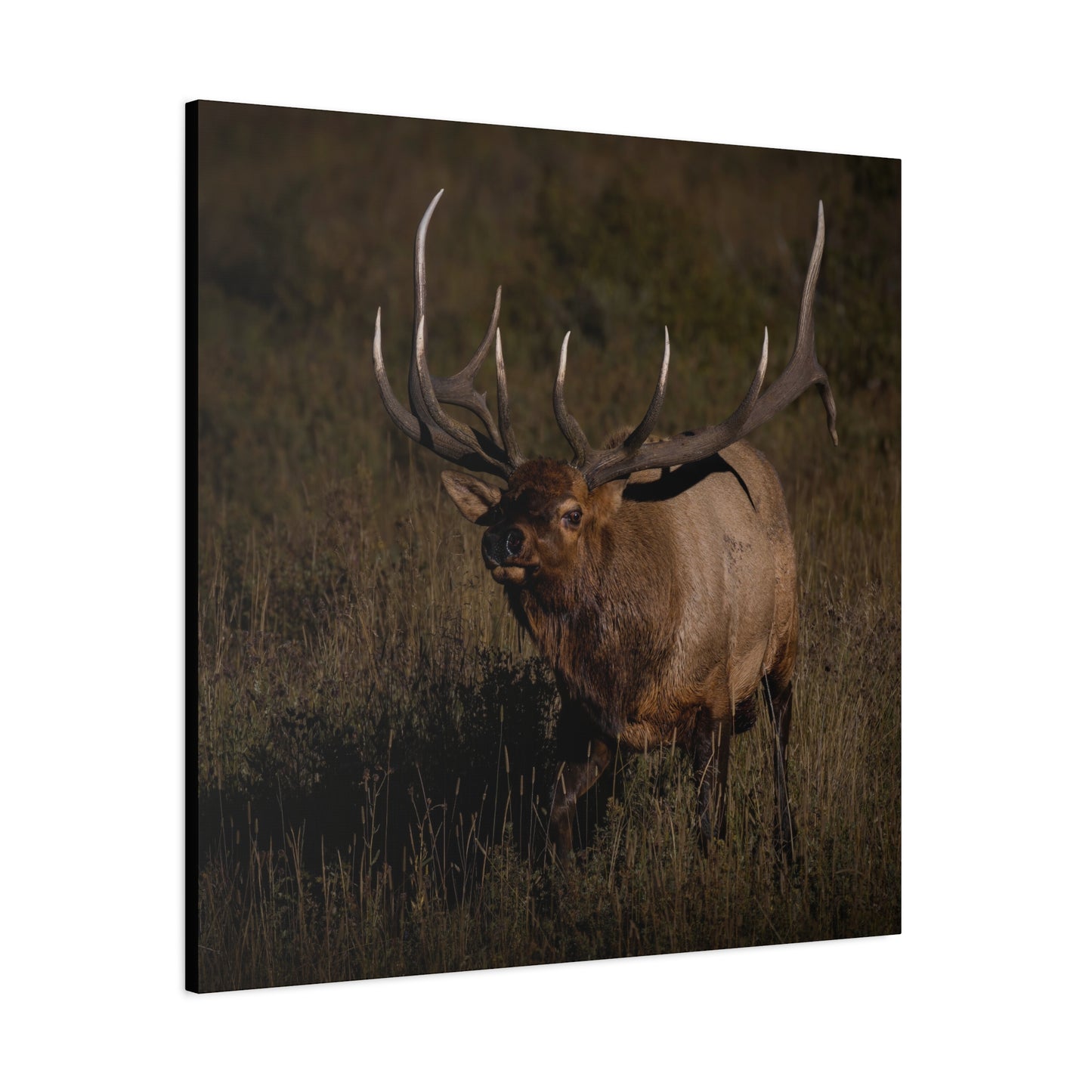 LAID BACK BULL ELK STRETCHED CANVAS PRINT