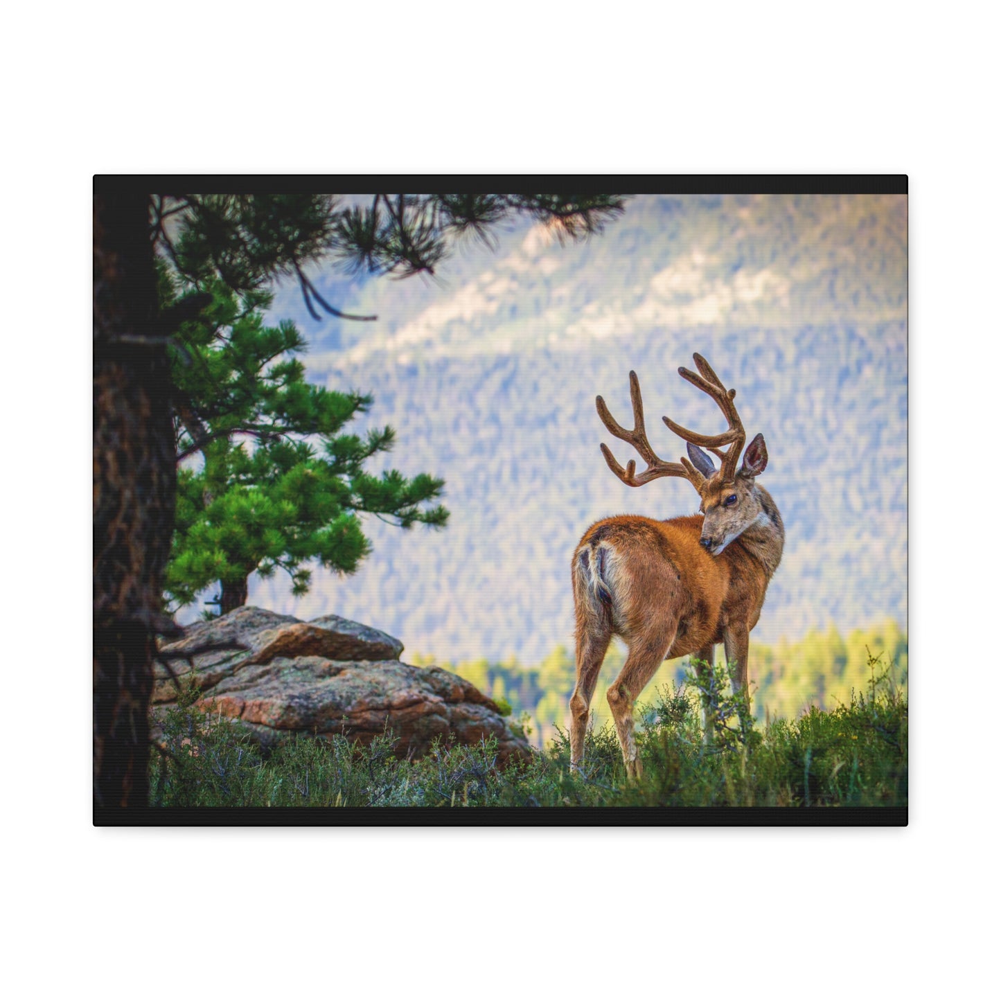 BACKDROP ITCH BUCK MULE DEER STRETCHED CANVAS PRINT