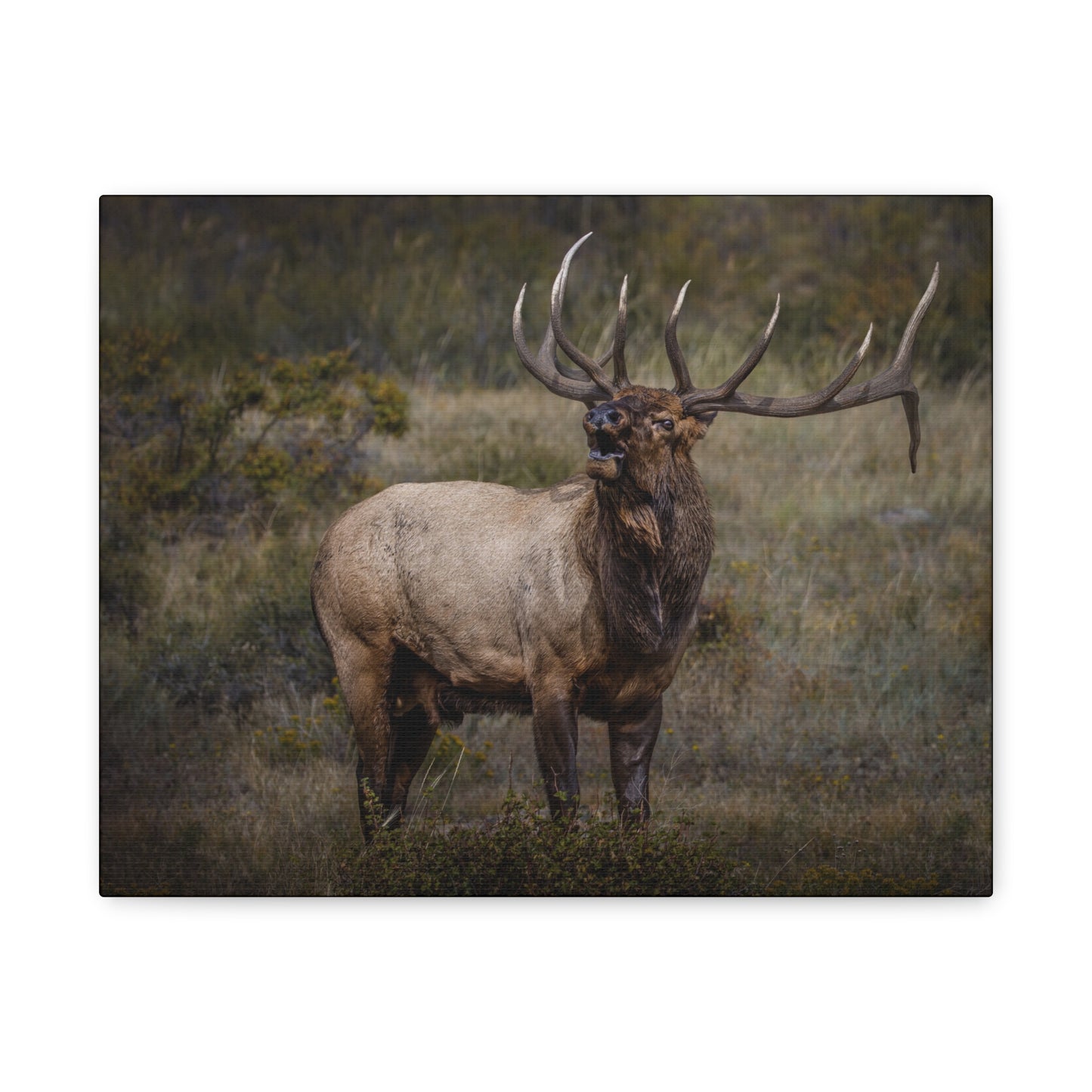 BEAMER BULL ELK STRETCHED CANVAS PRINT
