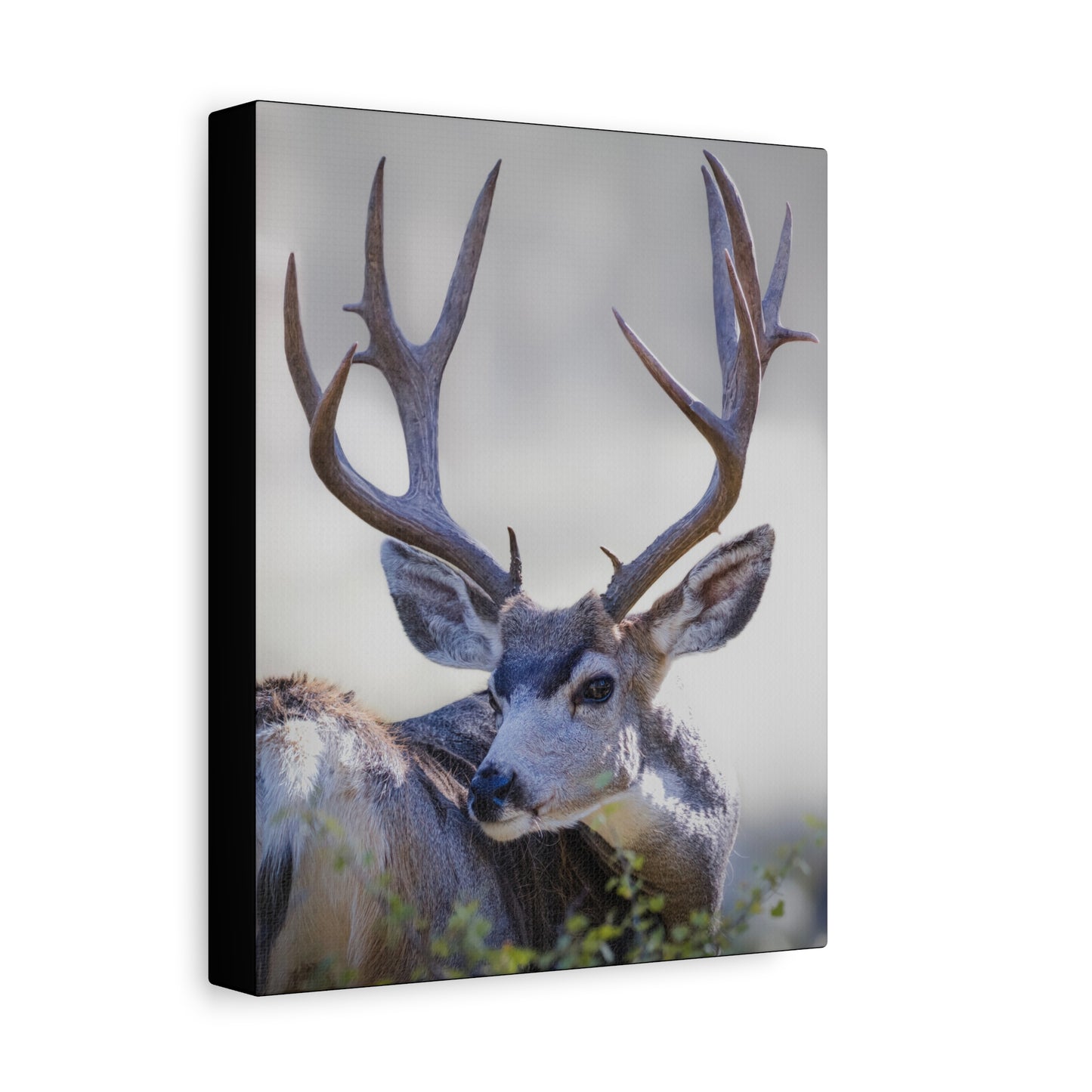 STICKERS MULE DEER BUCK STRETCHED CANVAS PRINT