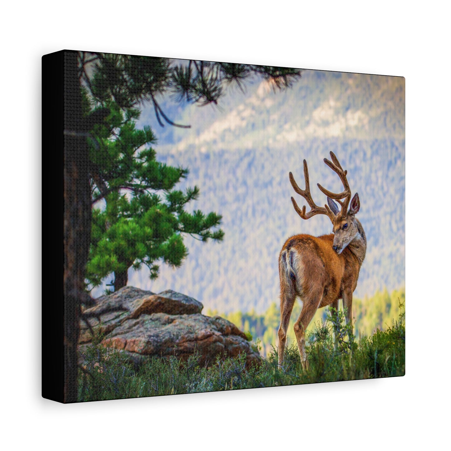 BACKDROP ITCH BUCK MULE DEER STRETCHED CANVAS PRINT