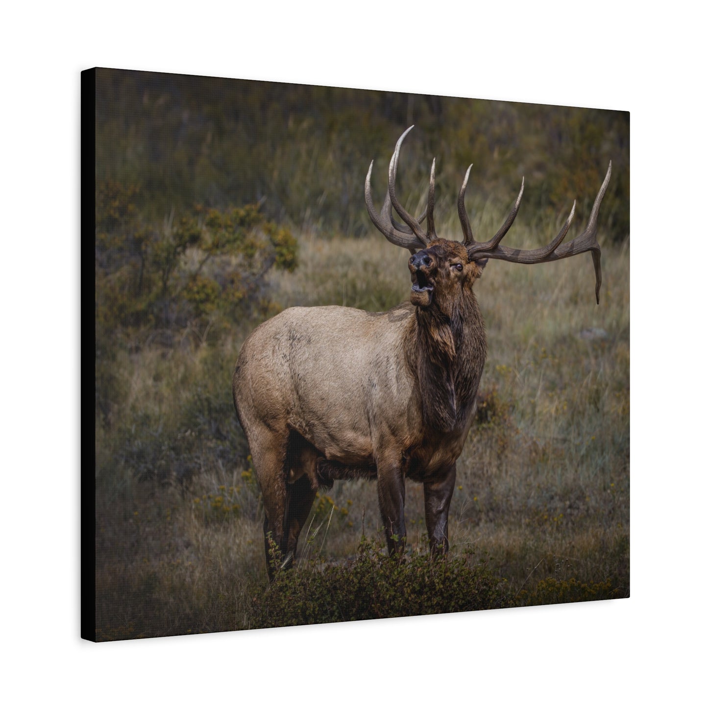 BEAMER BULL ELK STRETCHED CANVAS PRINT