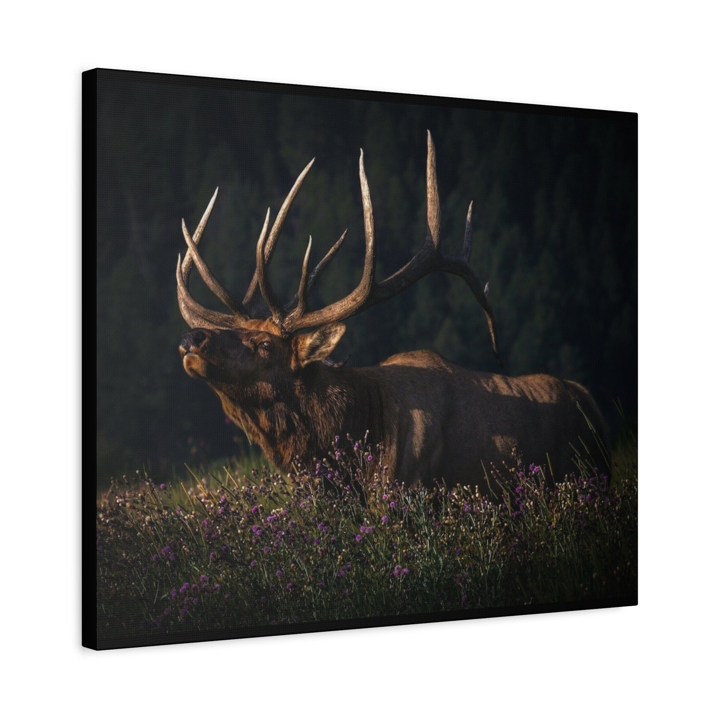 FIRST LIGHT MONARCH BULL ELK STRETCHED CANVAS PRINT