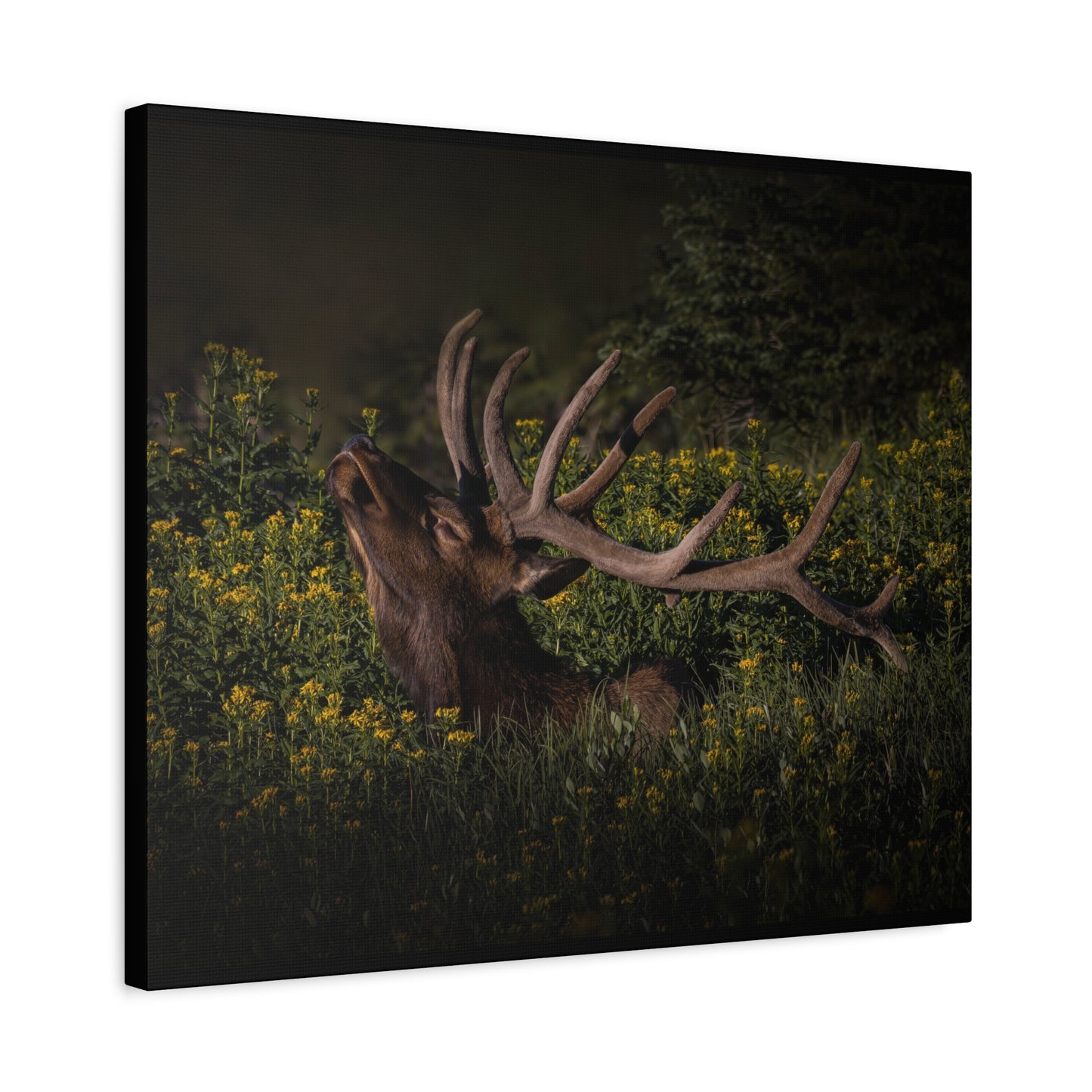 SUNFLOWER SUNBATH BULL ELK STRETCHED CANVAS PRINT