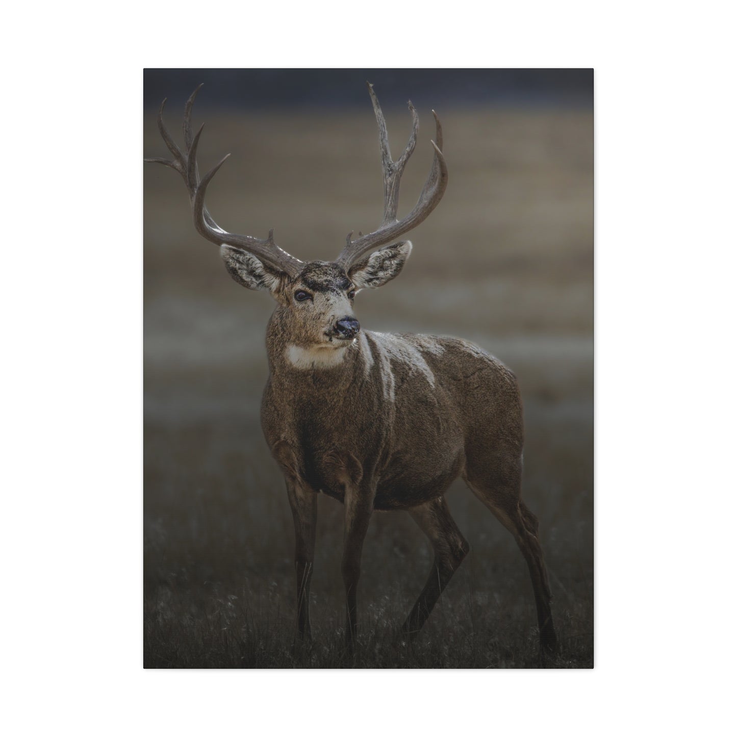 MORNING MULEY MULE DEER BUCK STRETCHED CANVAS PRINT