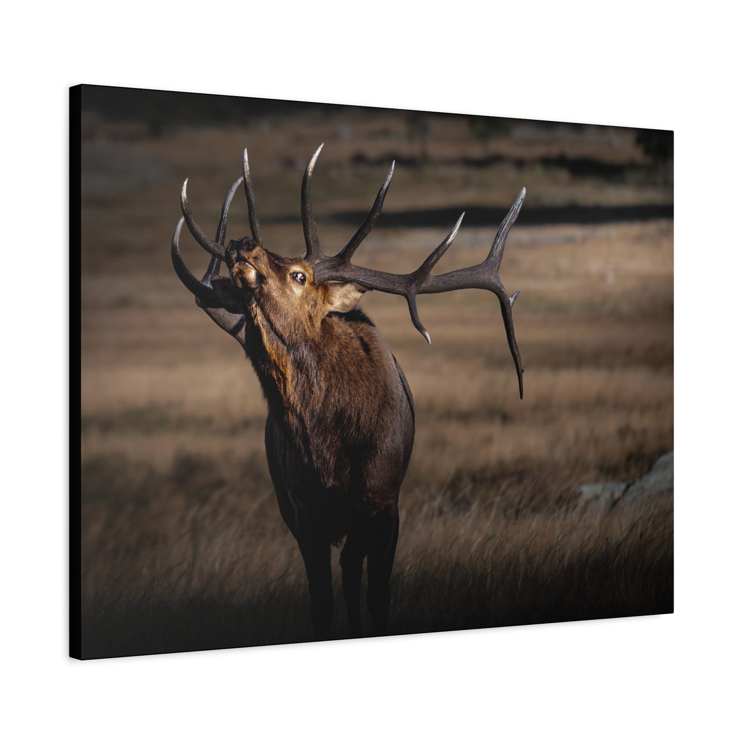 WILD SIDE BULL ELK STRETCHED CANVAS PRINT