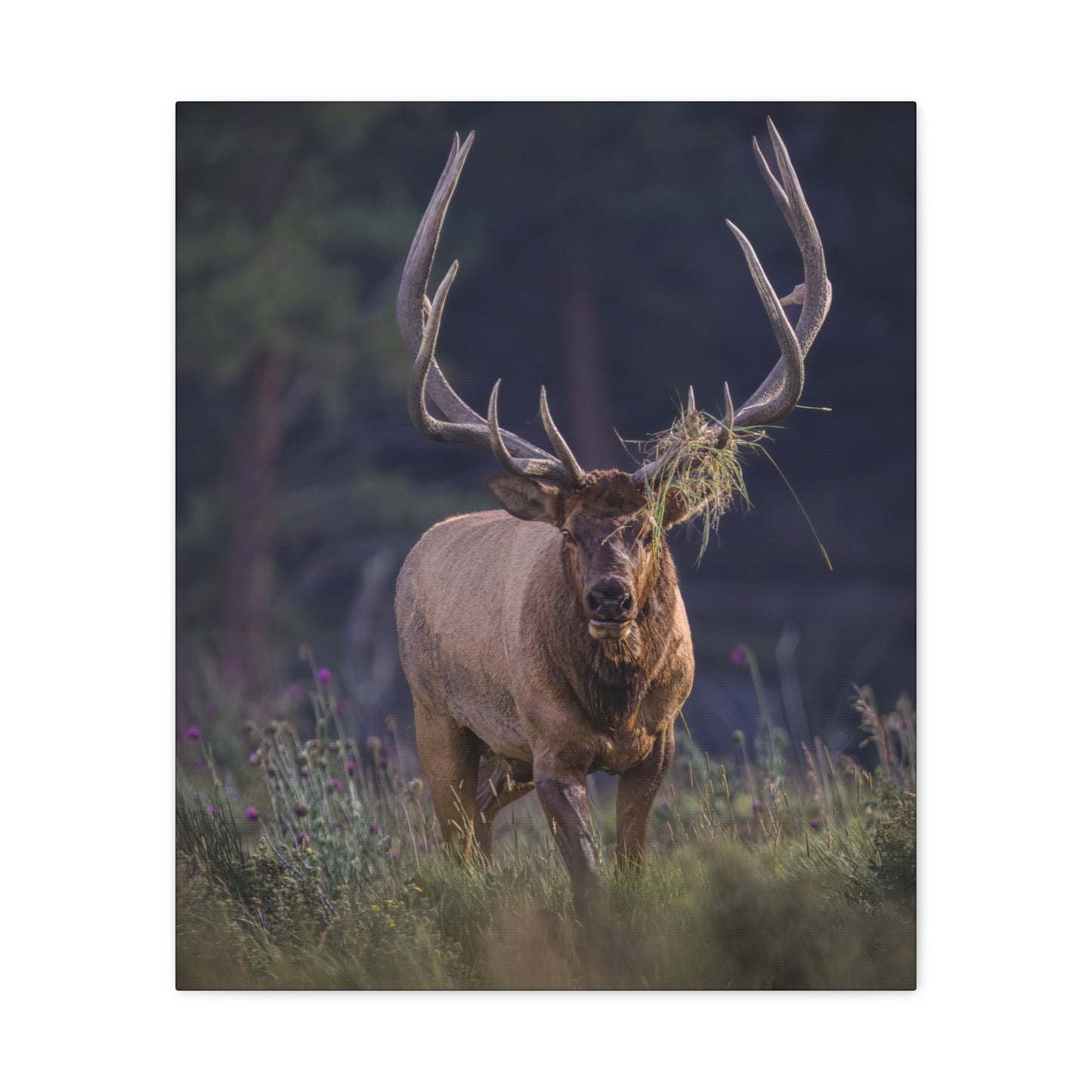 DECKED OUT BULL ELK STRETCHED CANVAS PRINT