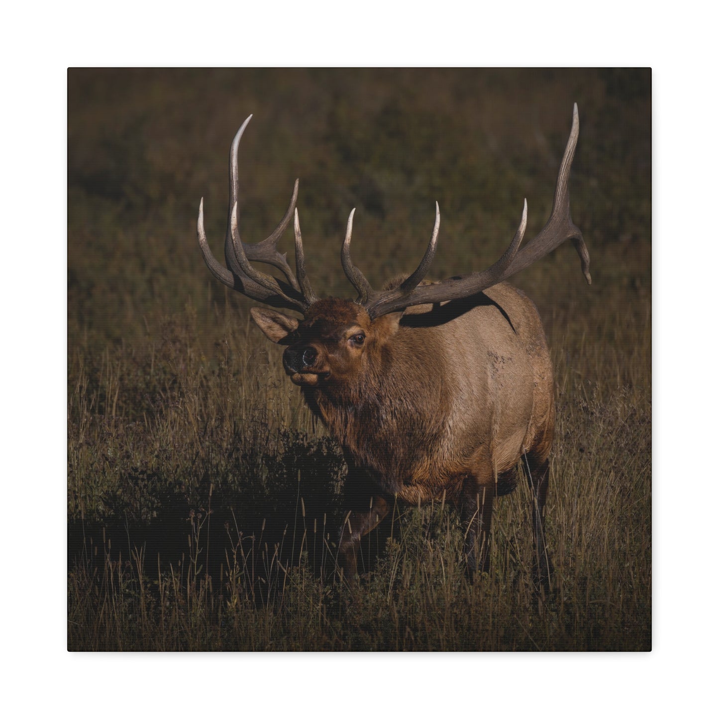 LAID BACK BULL ELK STRETCHED CANVAS PRINT