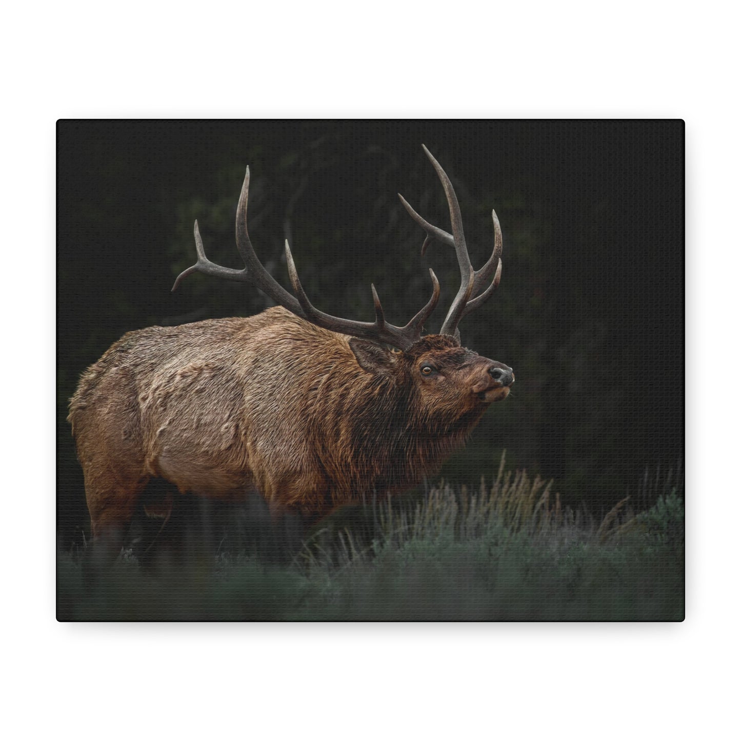 LOW LOOK BULL ELK STRETCHED CANVAS PRINT