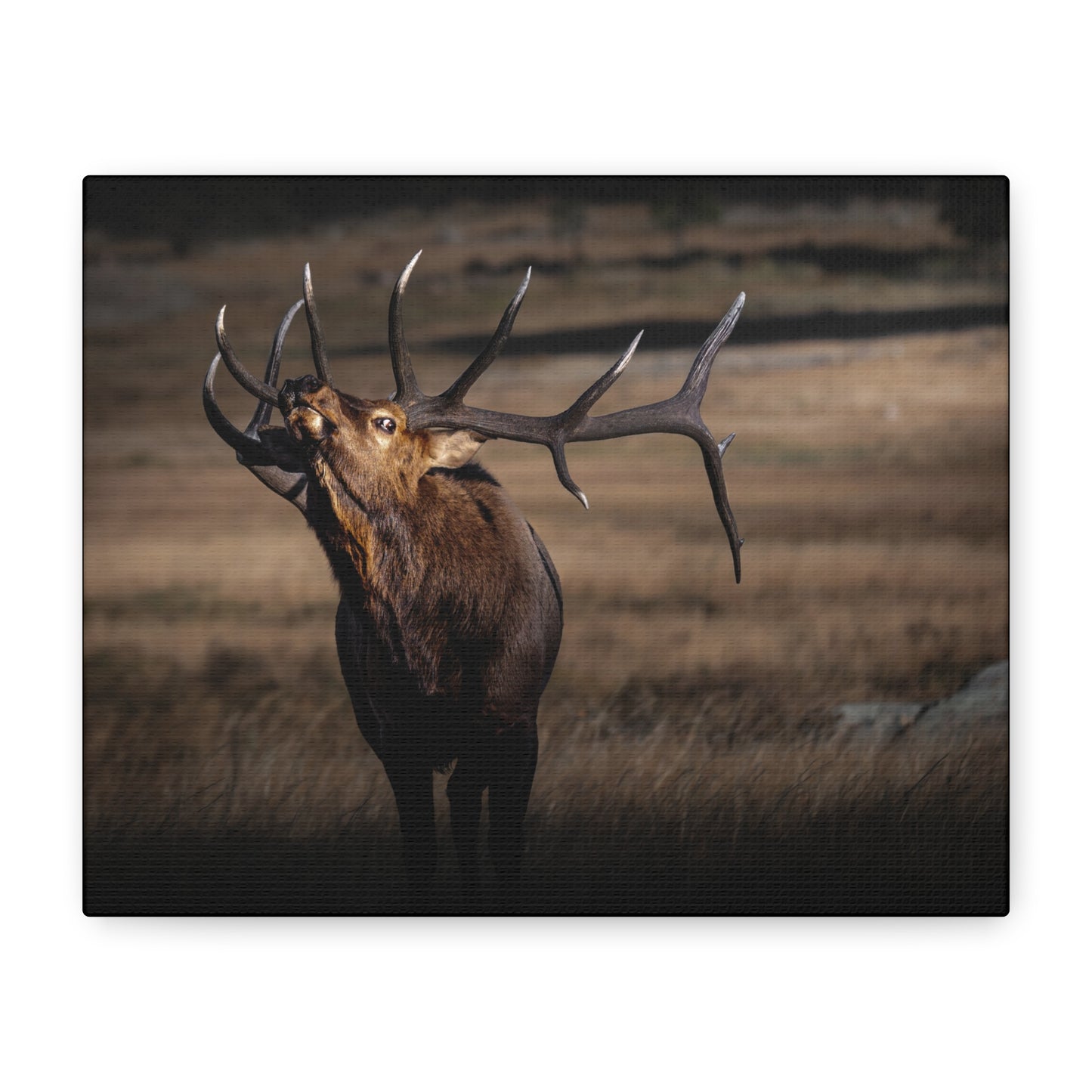 WILD SIDE BULL ELK STRETCHED CANVAS PRINT