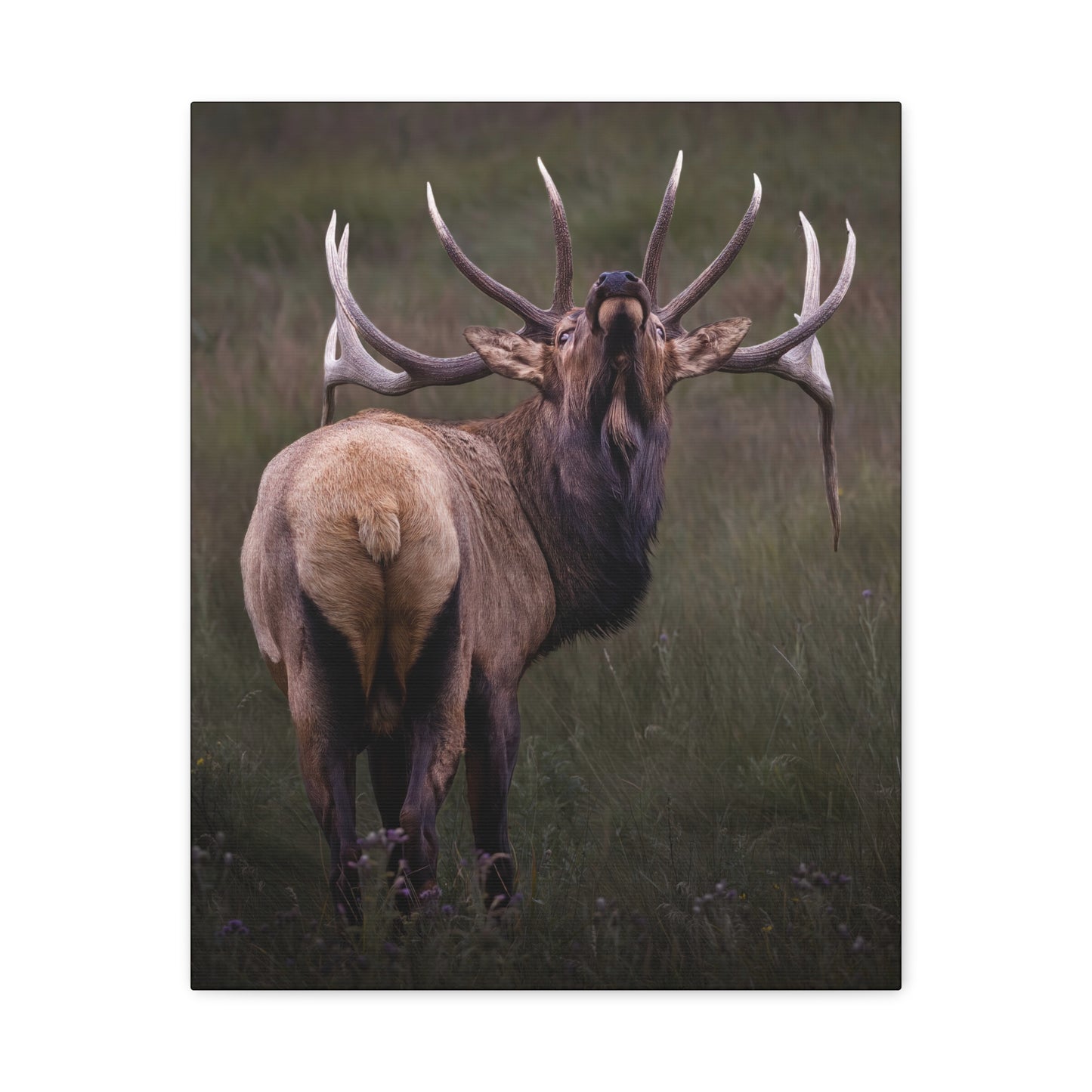 BEYOND BULL ELK STRETCHED CANVAS PRINT