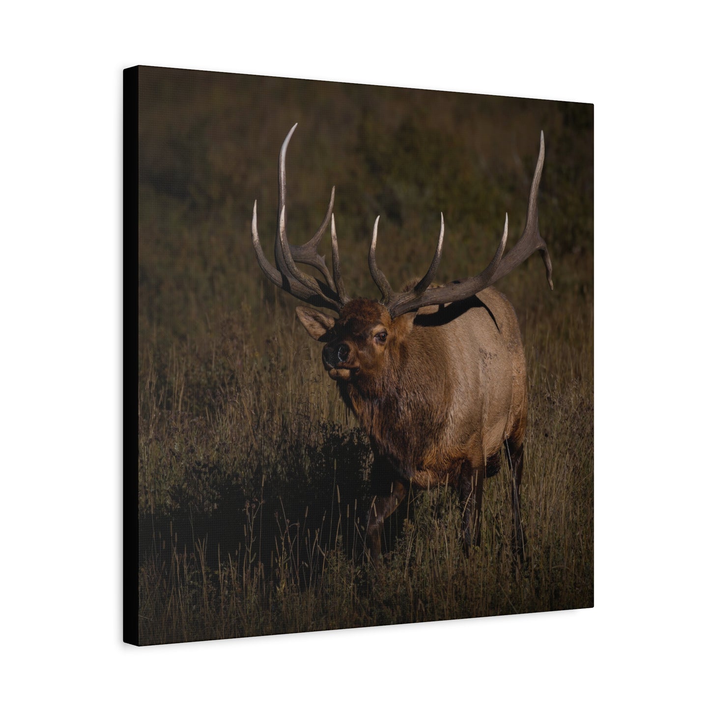 LAID BACK BULL ELK STRETCHED CANVAS PRINT