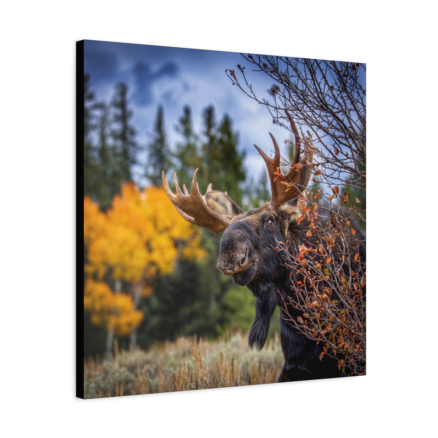 PEEKING BULL MOOSE STRETCHED CANVAS PRINT
